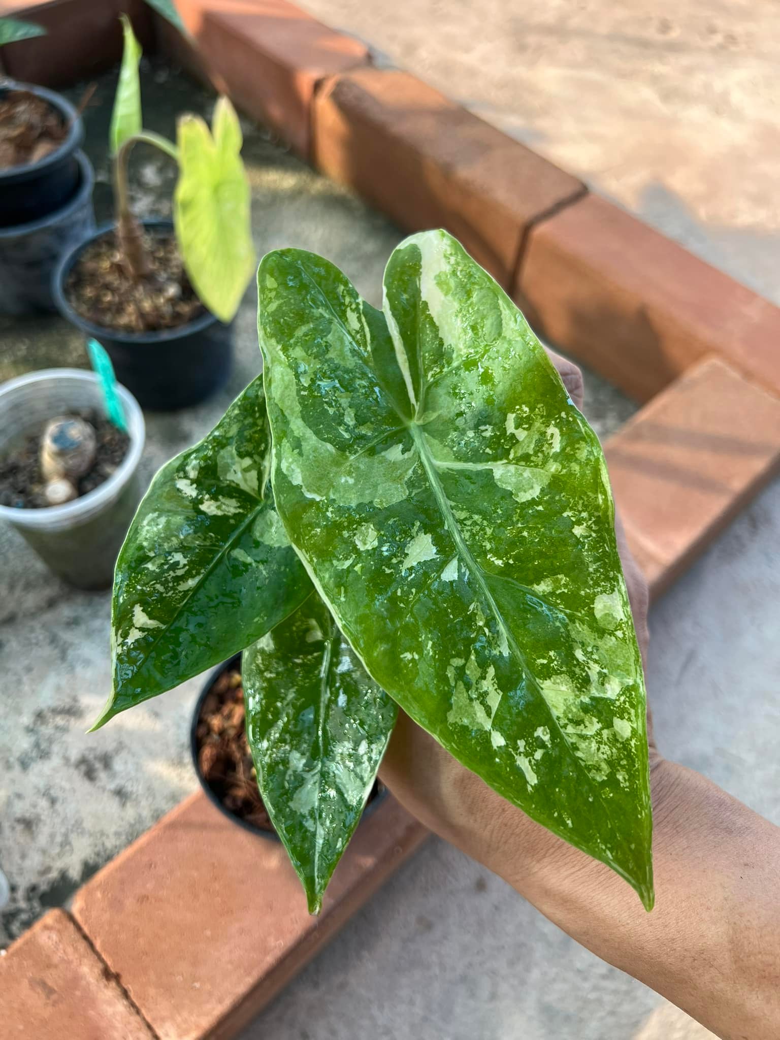 🌸🌸🌸 Alocasia longiloba Thai con Alocasia longiloba forest