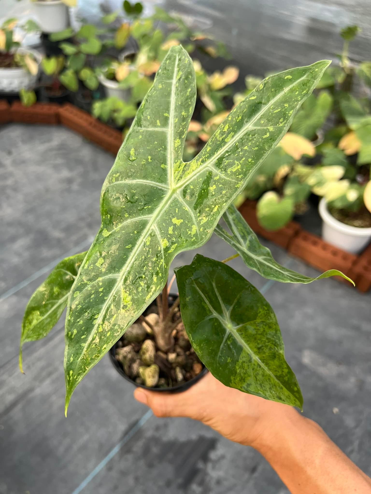 🌸🌸🌸 Alocasia longiloba Thai con Alocasia longiloba forest