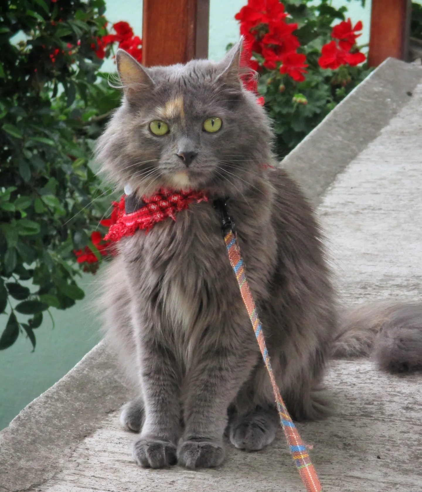 deva.cat | Quito