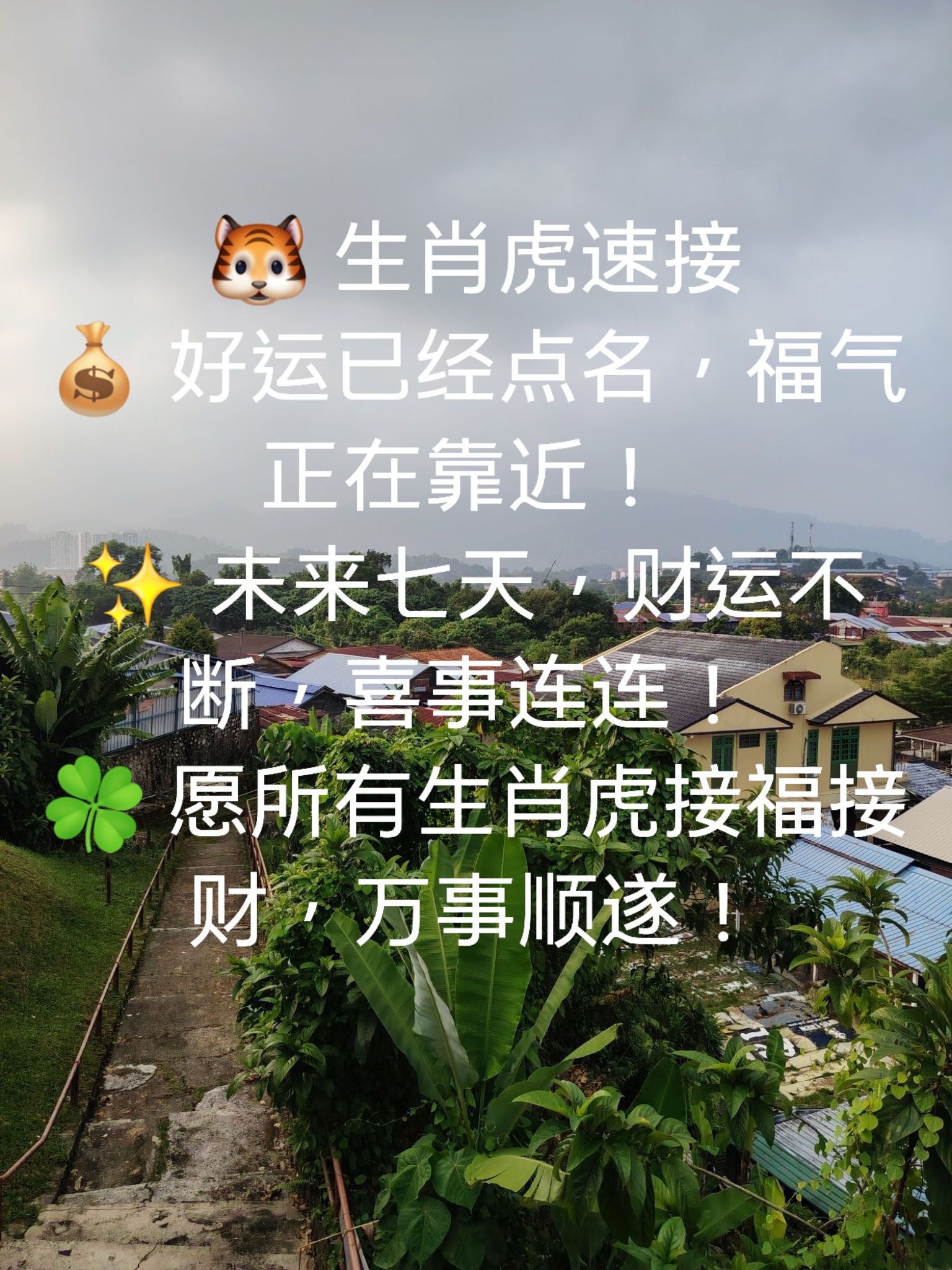 虎 速