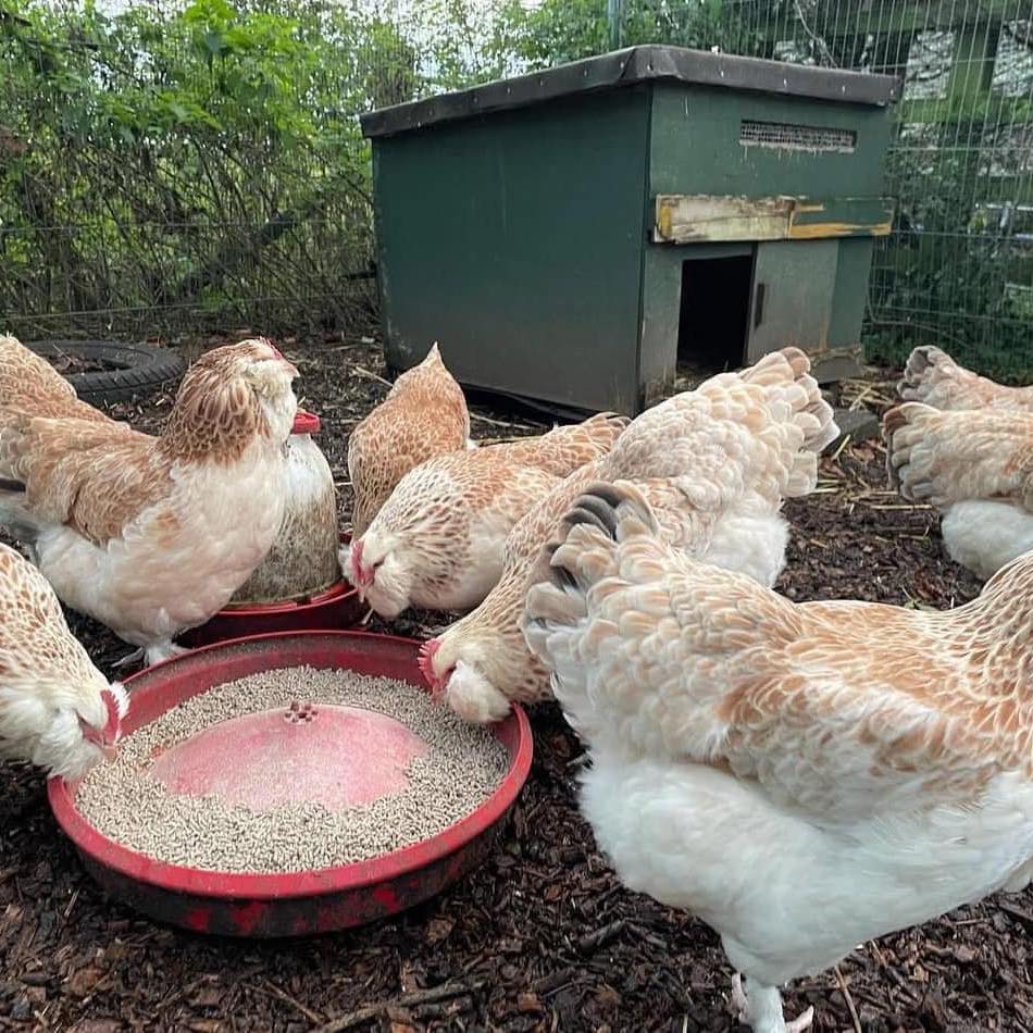 Daily Layer Poultry Farm