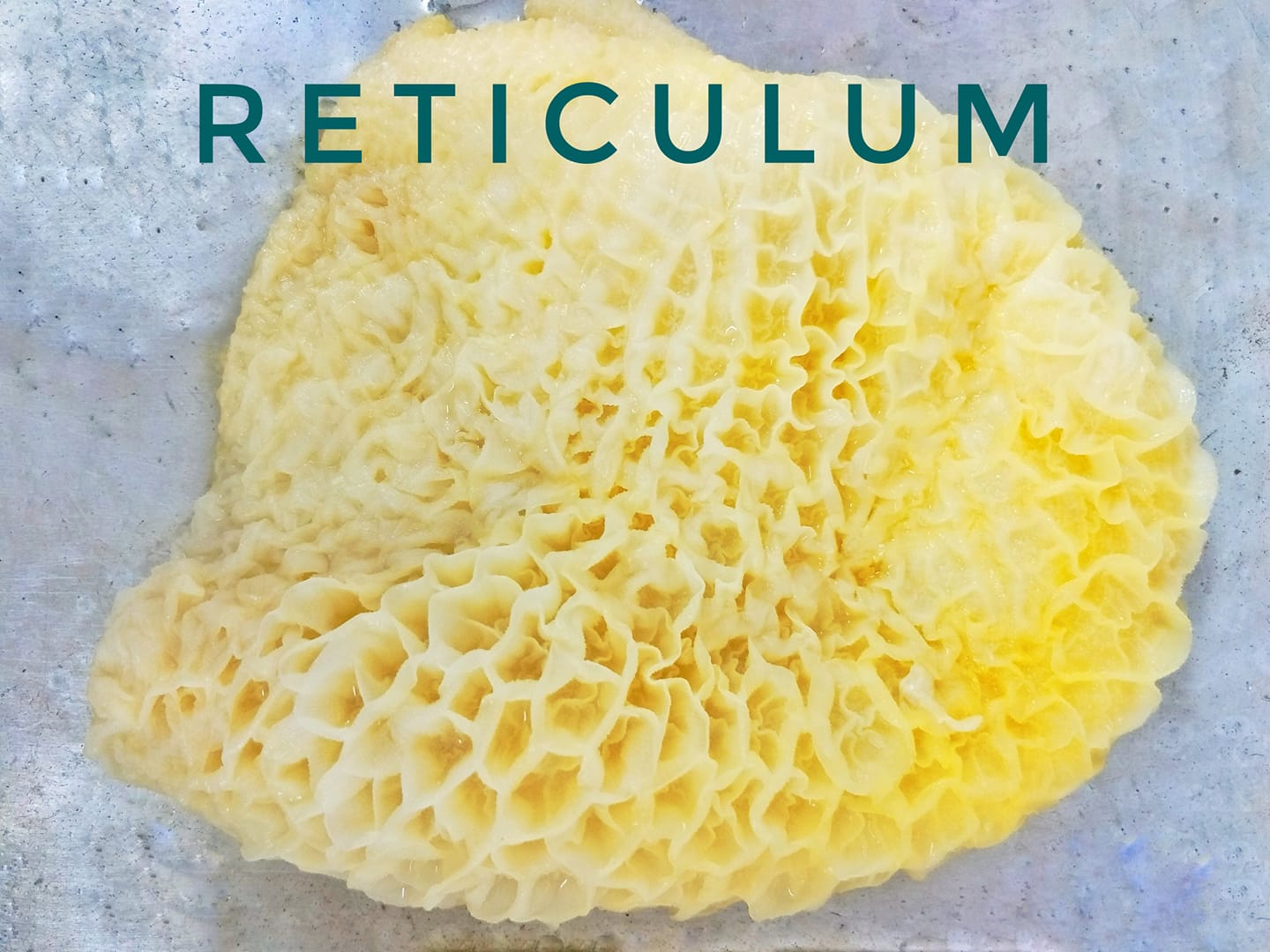 Animalanatomytsu - กระเพาะreticulum หรือกระเพาะรังผึ้ง หรือดอกจอก รับ ...