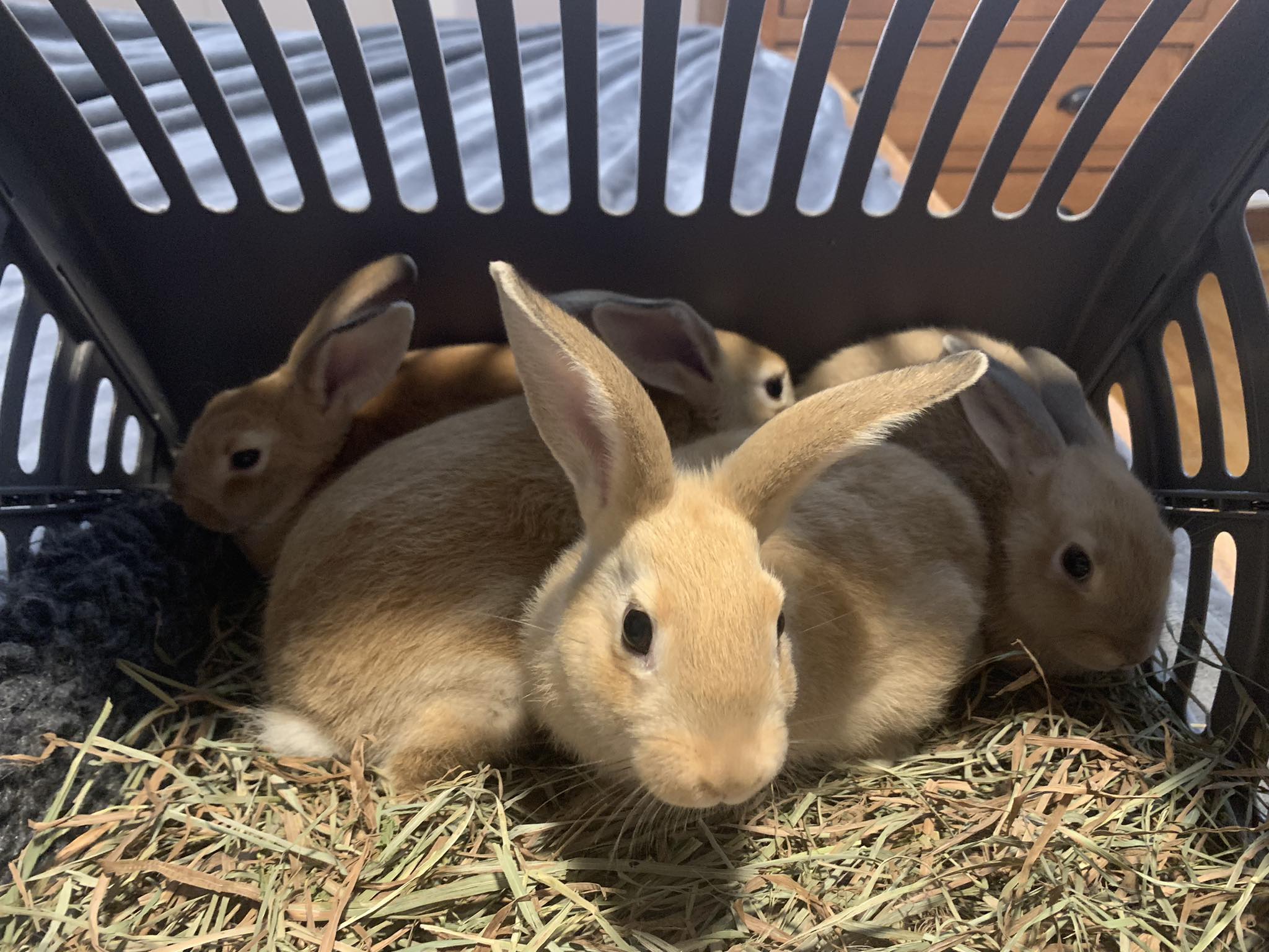 Rabbit Angels Rabbit Rescue | Kalamazoo MI