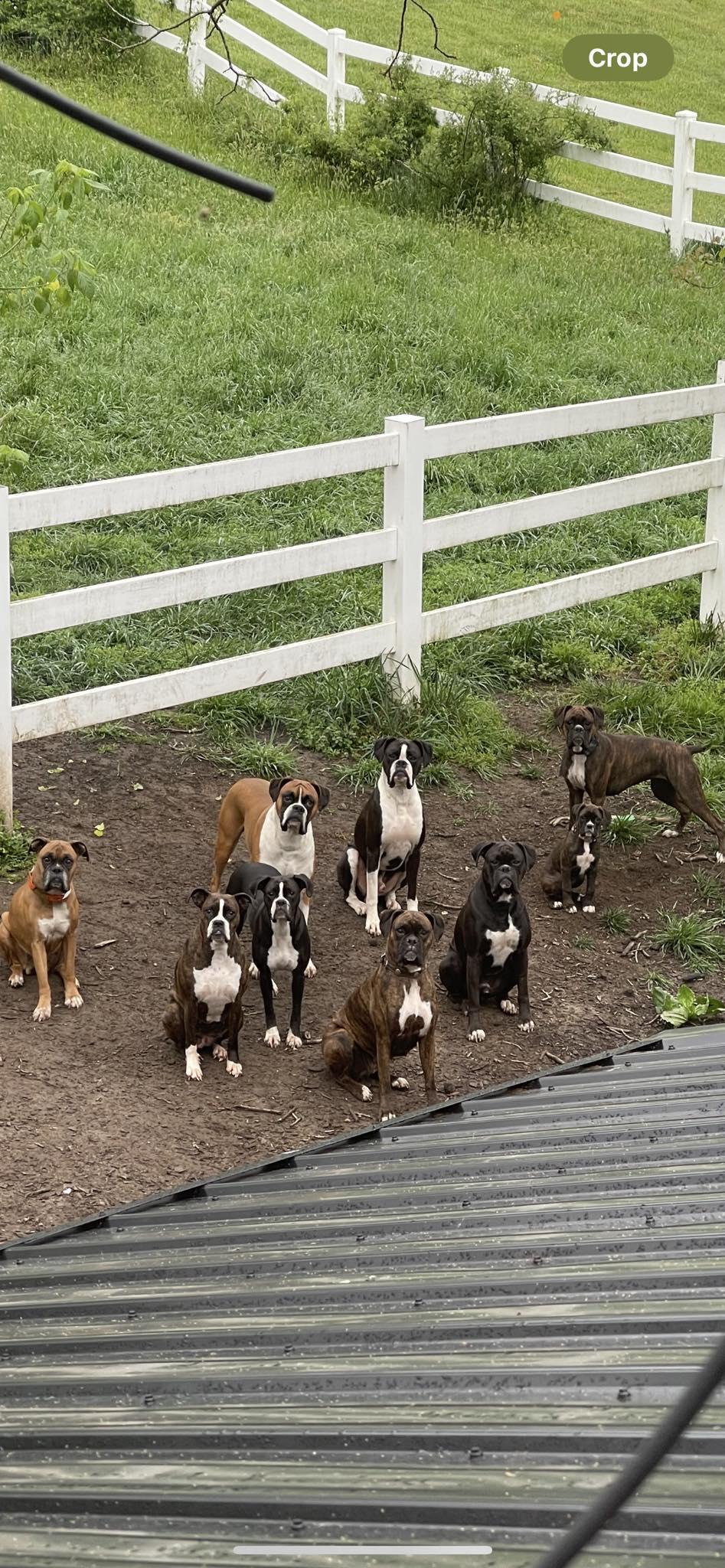Grandview Ridge Boxers | Winfield WV