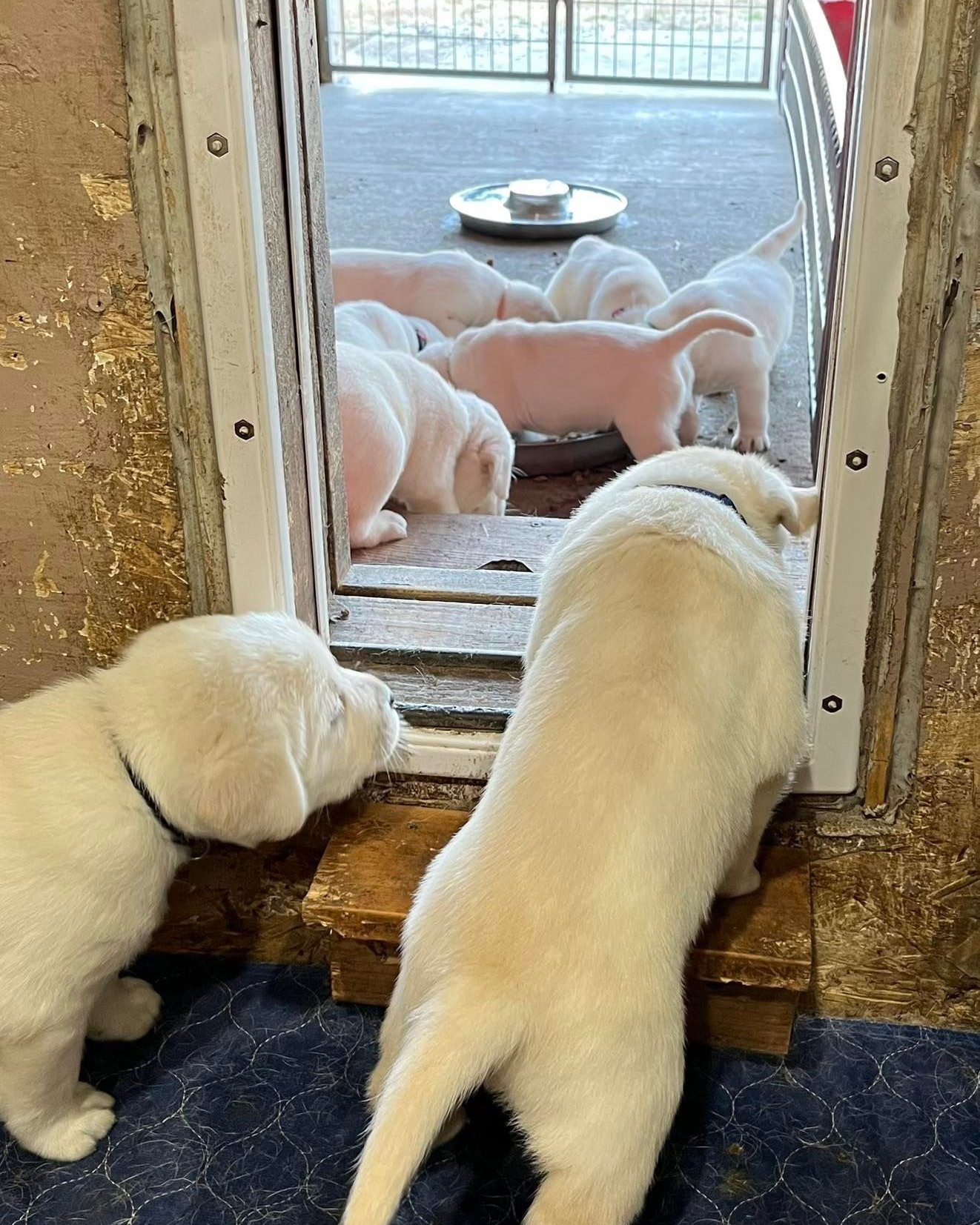 True Labradors