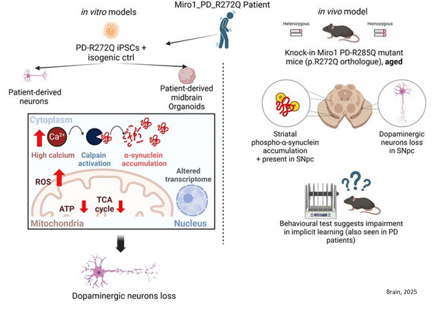 Science - Parkinson's disease mutant Miro1 causes mitochondrial ...