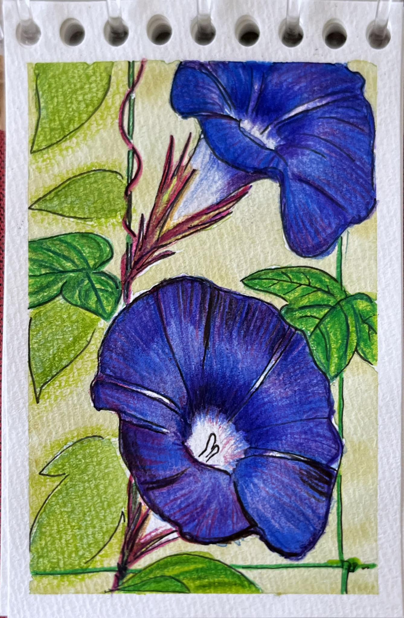 水彩ー色鉛筆画 #夏の花 #朝顔 今回は 濃く濃く塗ってみました。