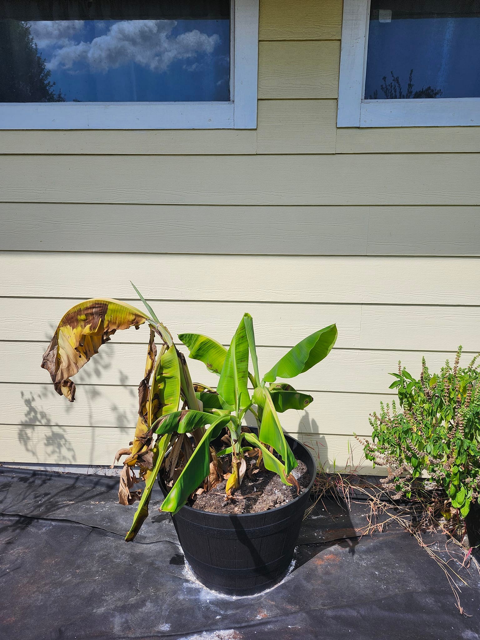 Will droopy banana trees recover after repotting?
