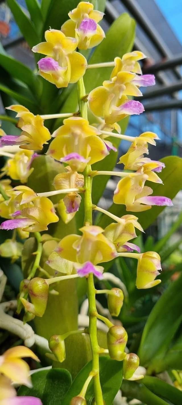 Vườn Lan Rừng - Vườn Lan Rừng added a new photo.
