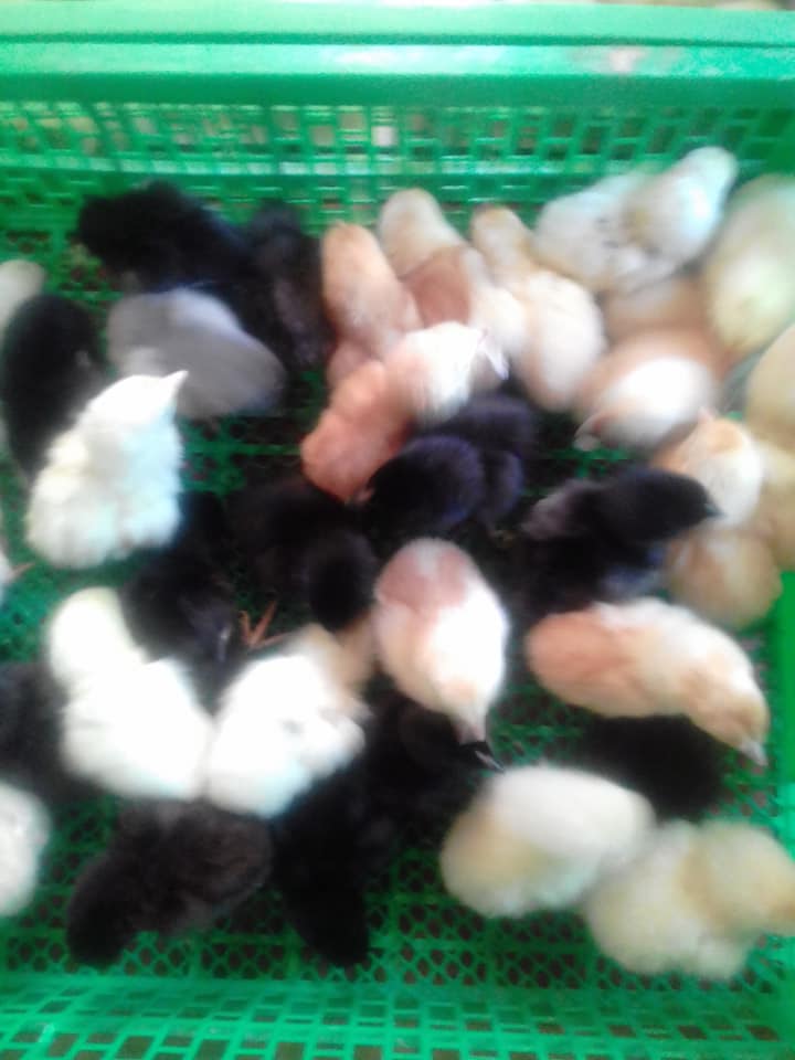 Kingbird Poultry farm | Point Pedro