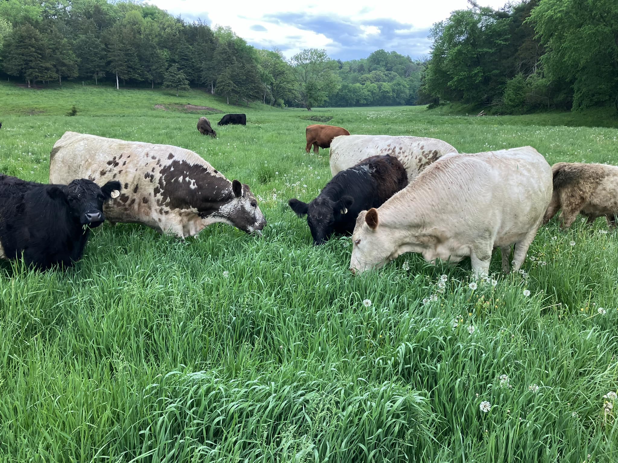 Pine Ridge Ranch 100% Grass fed and Grass Finished Beef | Chatfield MN