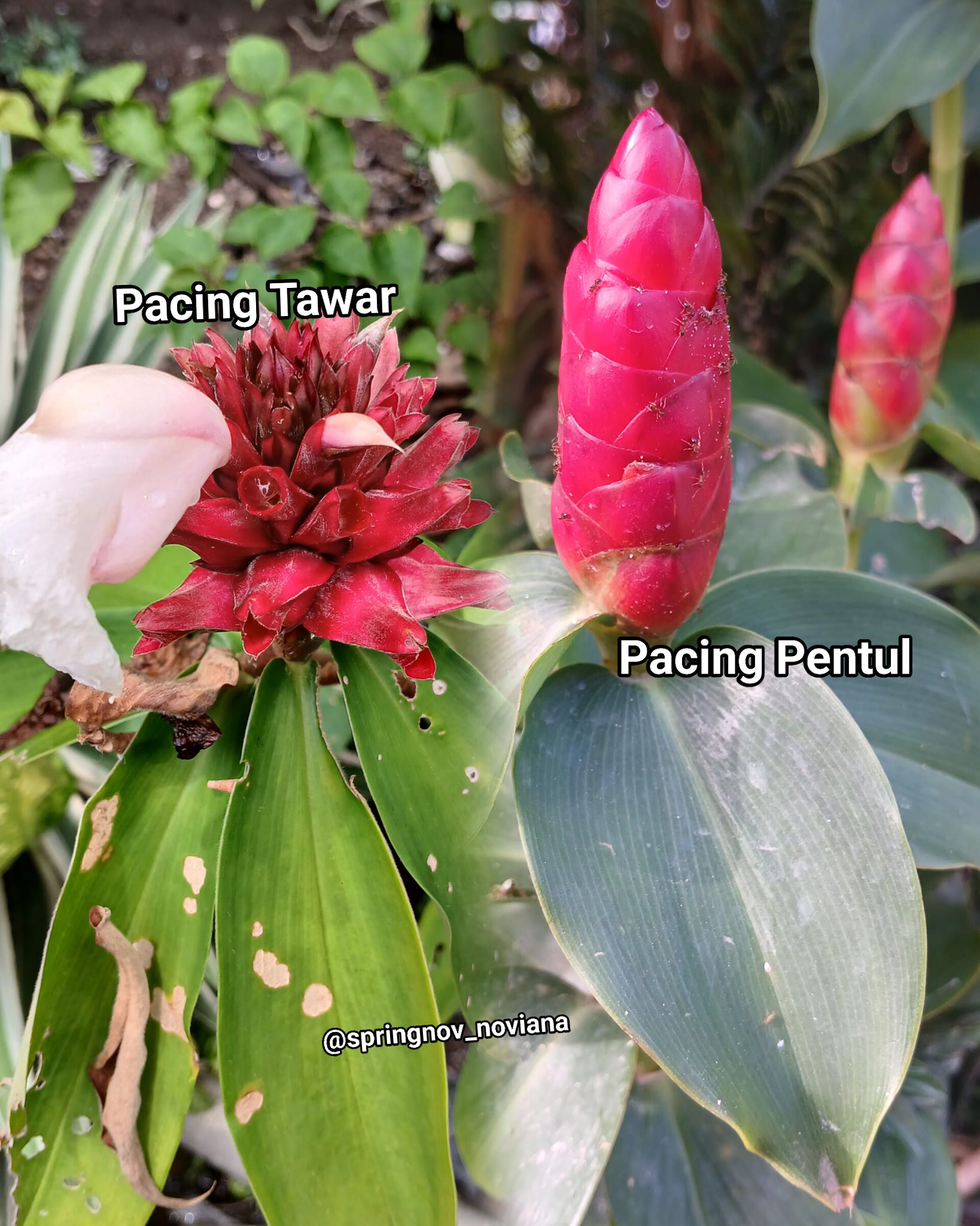 Sama2 tanaman pacing👇 Pacing tawar... - Springnov Novi Ana | Facebook