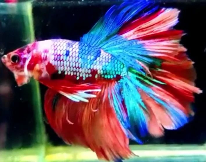 Betta's Jyoti exotic , rare and quality betta fish