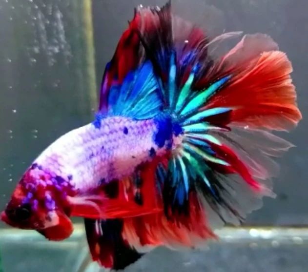 Betta'... - Betta's Jyoti exotic , rare and quality betta fish
