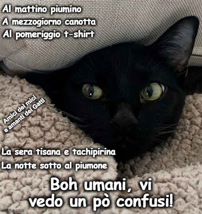 Gatto Faccio Quello Che Voglio Divertente Amante Dei Gattini Canottiera