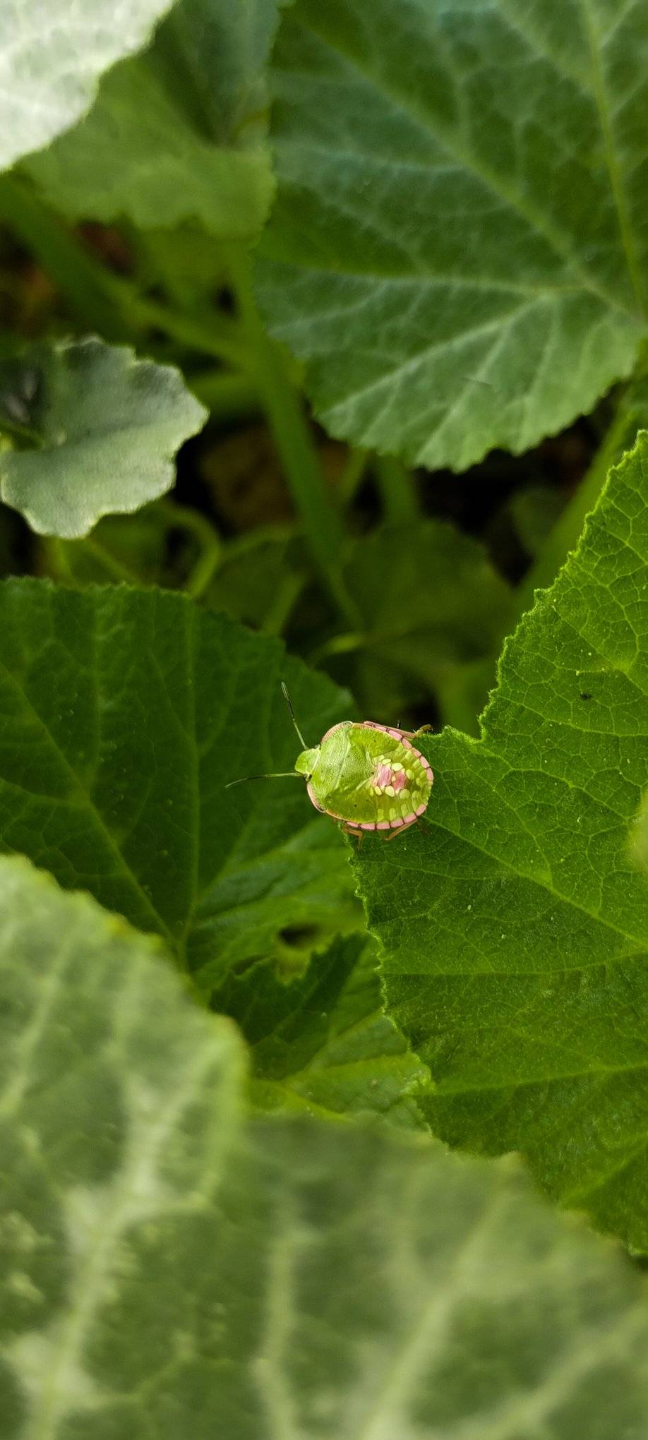 Tipos de desarrollo en insectos.... - Roberto Díaz Sibaja | Facebook
