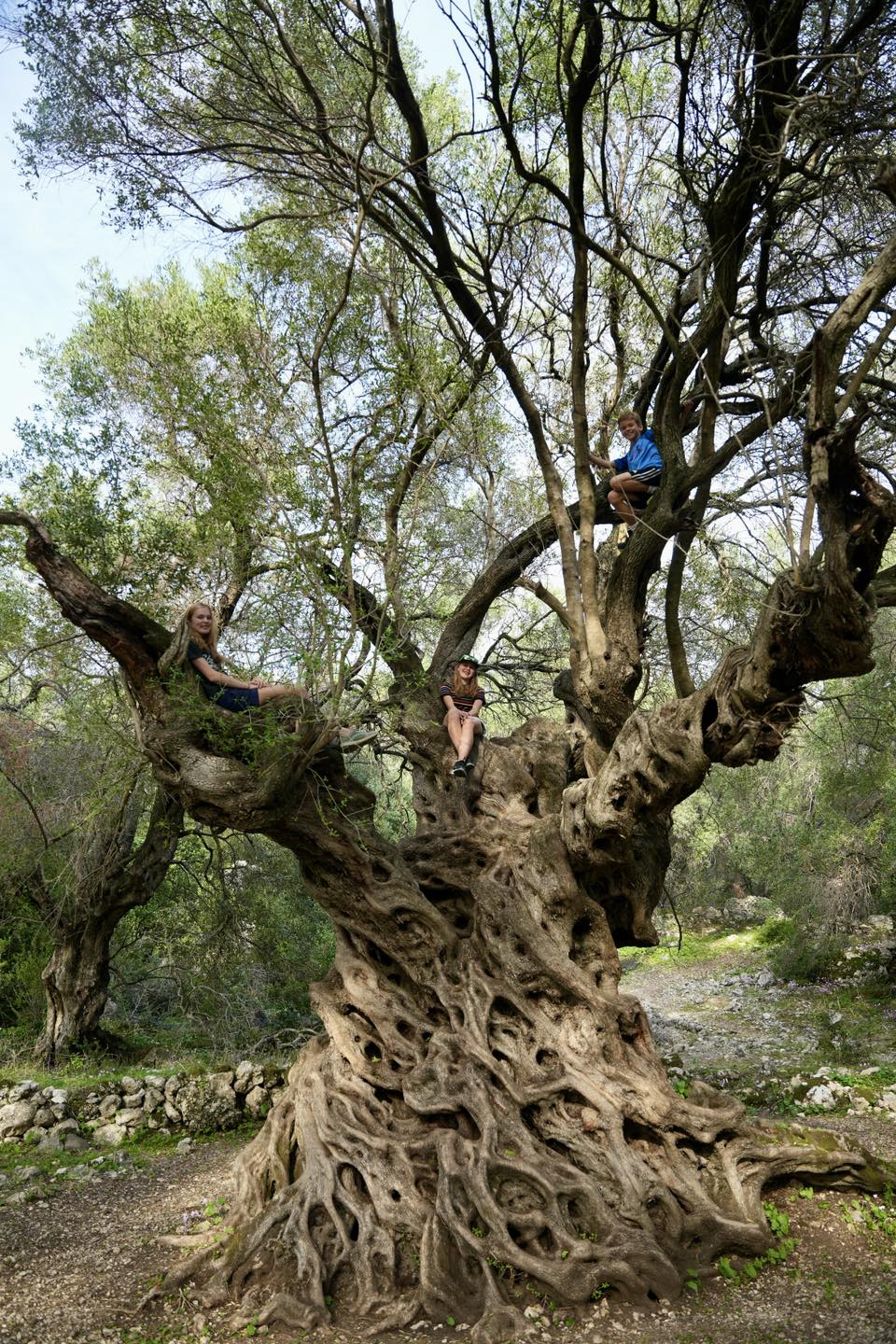 We found the most unbelievable olive tree on the island of Corfu today It s 1500 years old and, through grafting, this tree has become the mother to 196,000 olive trees in
