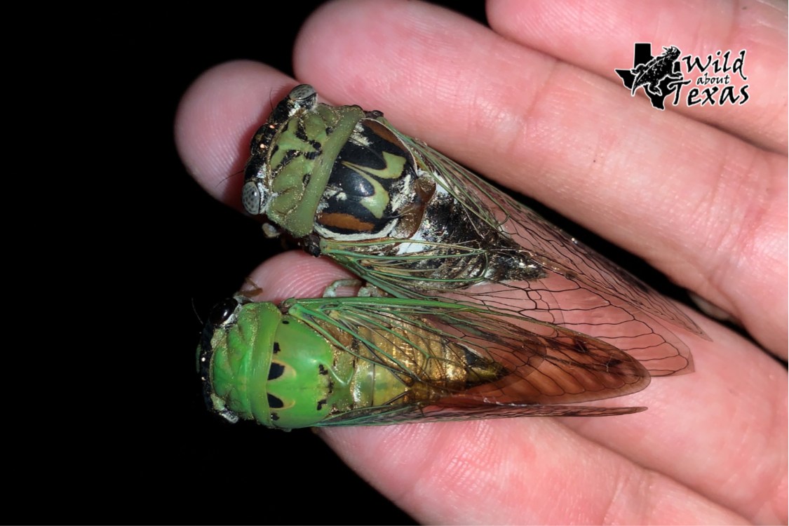 Cicadas are as much a part of the Texas summer as 100-degree days