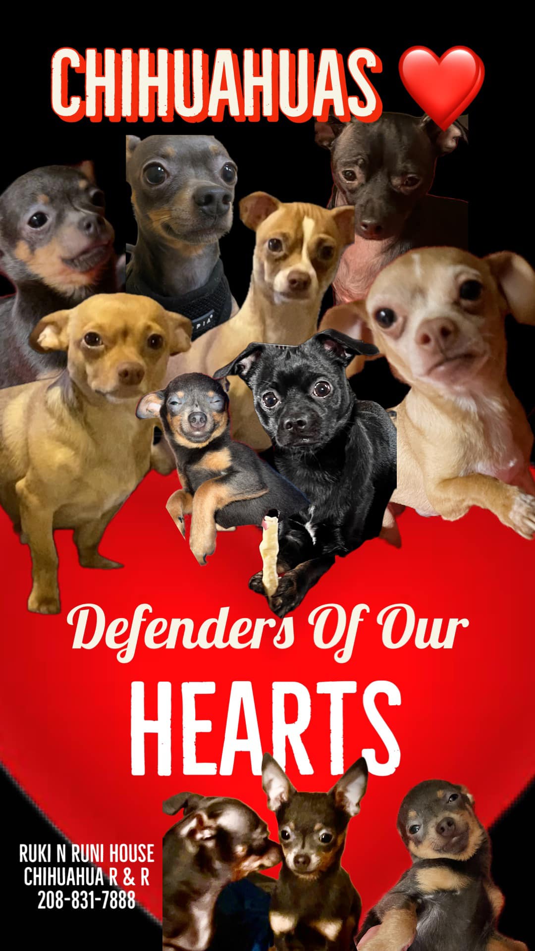 Lost male Chihuahua Beans in Marsing