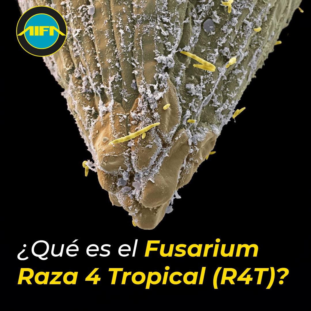 AIFA S.A. - ¿Sabías que el Fusarium Raza 4 tropical (R4T)...
