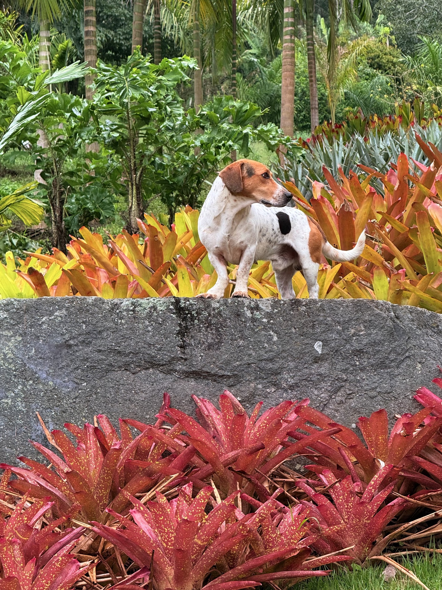 Aechmea 'Dean'