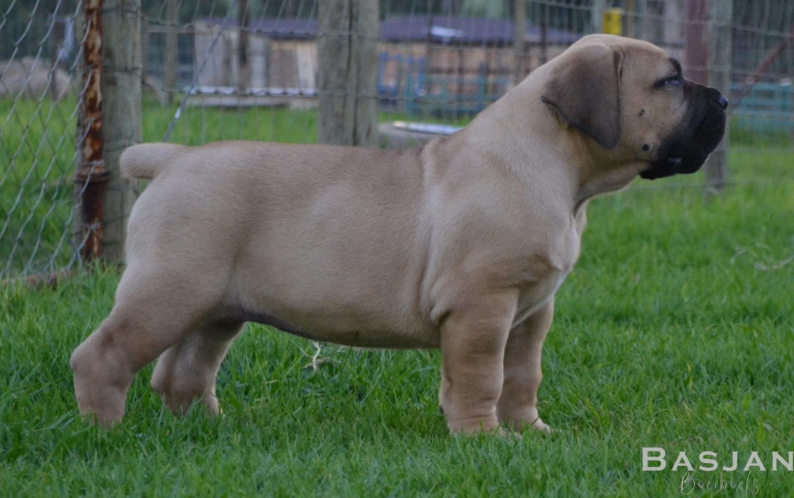 Tuebor Boerboels added a new photo —... - Tuebor Boerboels