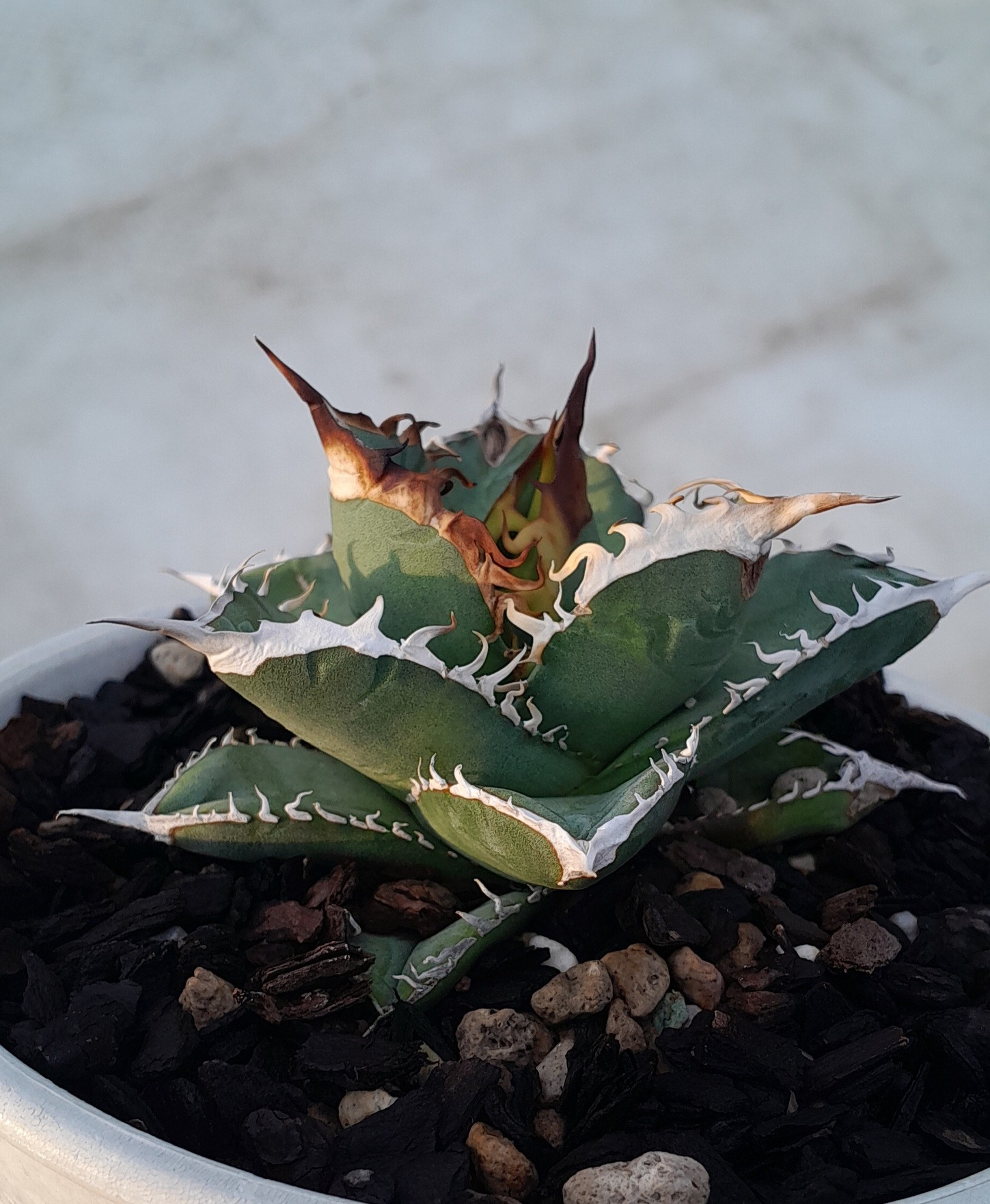 Agave Titanota oteroi (seeding)