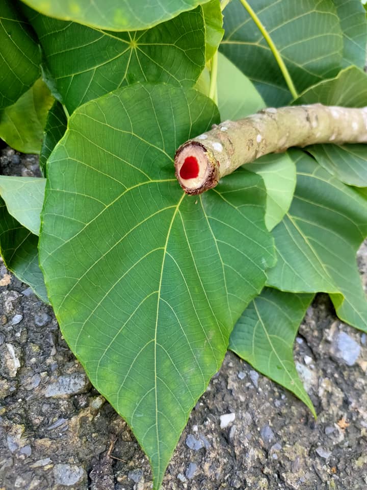 跟著鄭大師玩科學 - 血桐是大戟科常綠喬木，大的盾狀葉著生於葉身。當它的莖受傷時會釋放出乳汁，在空氣中就會因氧化而變成... | Facebook