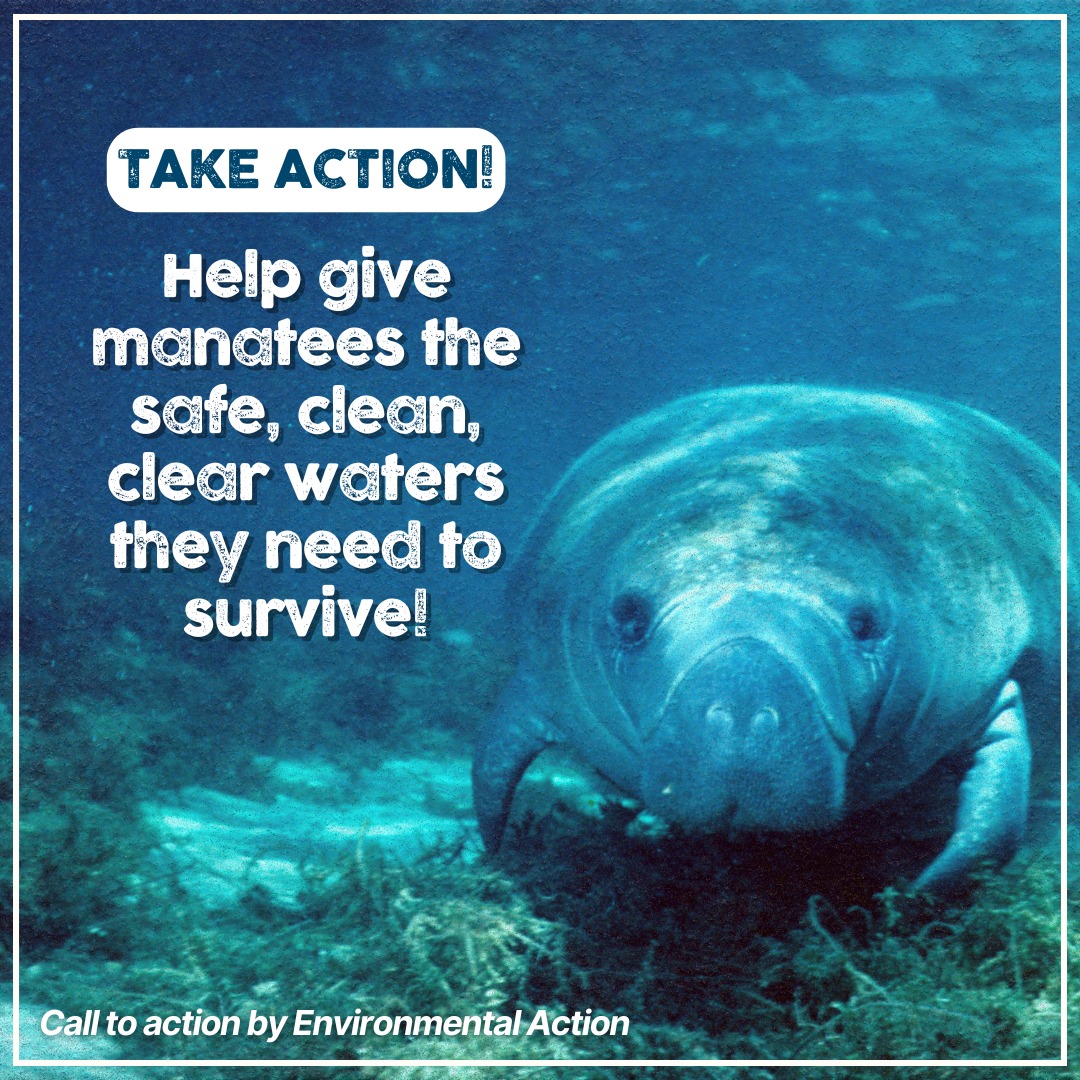 Food - Help protect marine life! Manatees deserve protection to recover ...