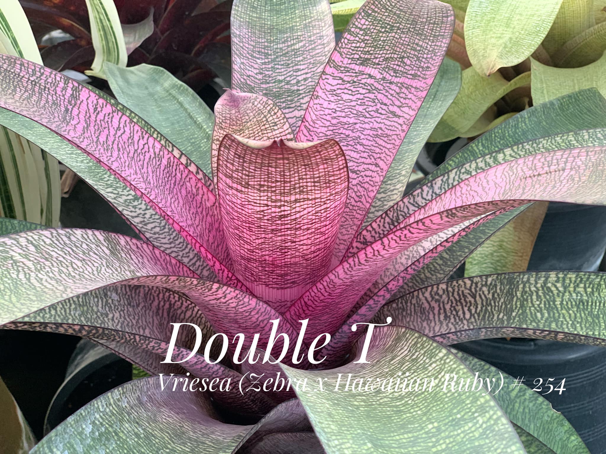 ブロメリア・エアープランツ Vriesea Dream Catcher x Hawaian Ruby Vriesea (Zebra x Hawaiian Ruby) #254 #vriesea