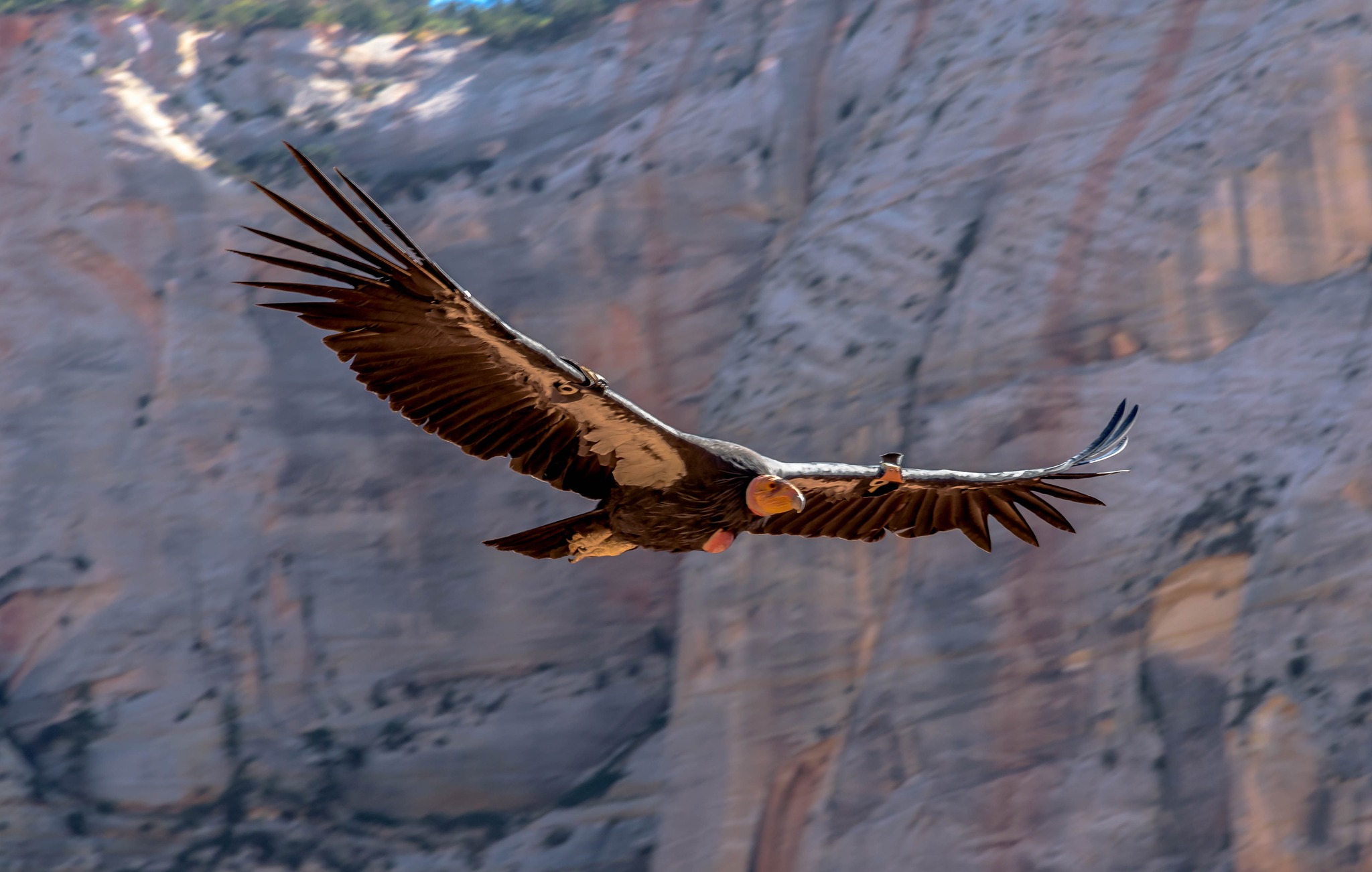 Spotting California condors near Zion National Park