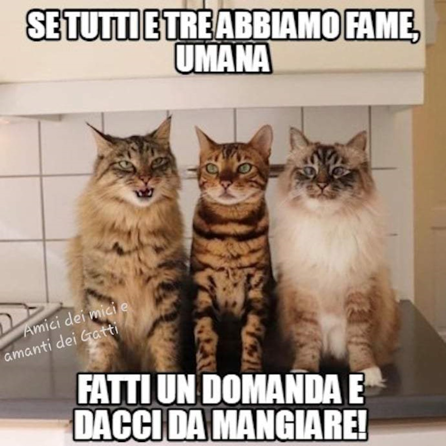 Donna Divertente sarcastico amante dei gatti My Nice Button is out of Order Maglietta con Collo a V