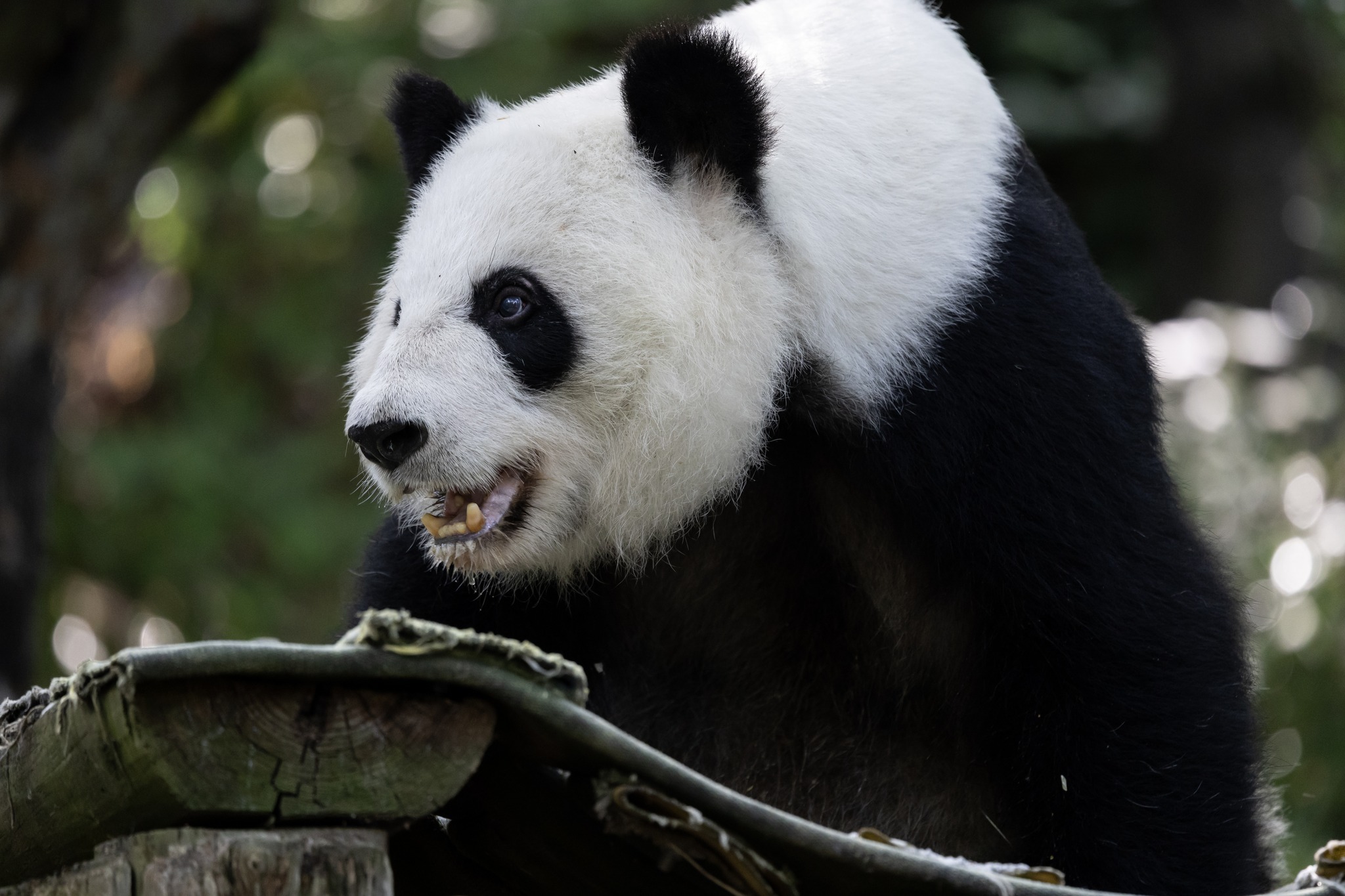 Giant pandas arrive at Zoo Atlanta from China aboard FedEx Panda