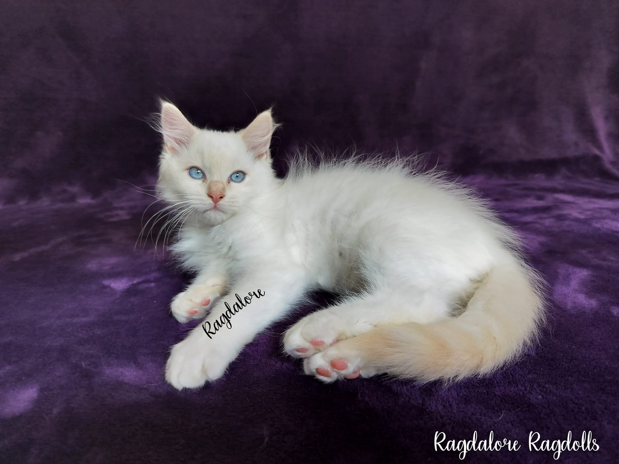 Ragdalore Ragdolls | Spencer IA