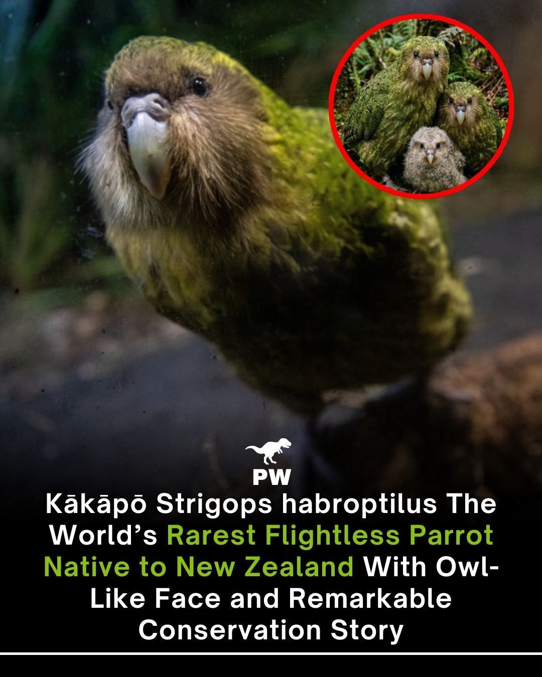 The Prehistoric - Step into the mysterious world of the kākāpō, one of ...