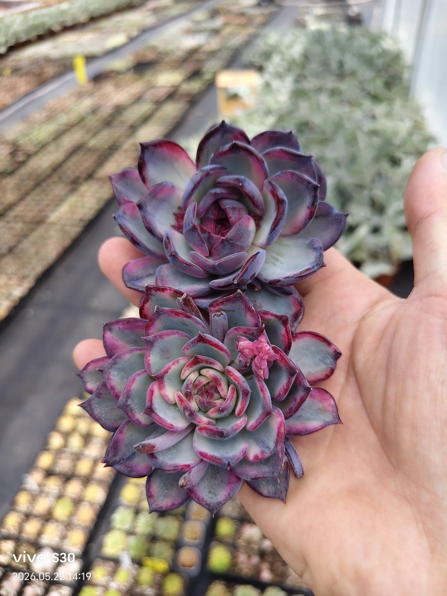Stunning Blue Enchantress succulents