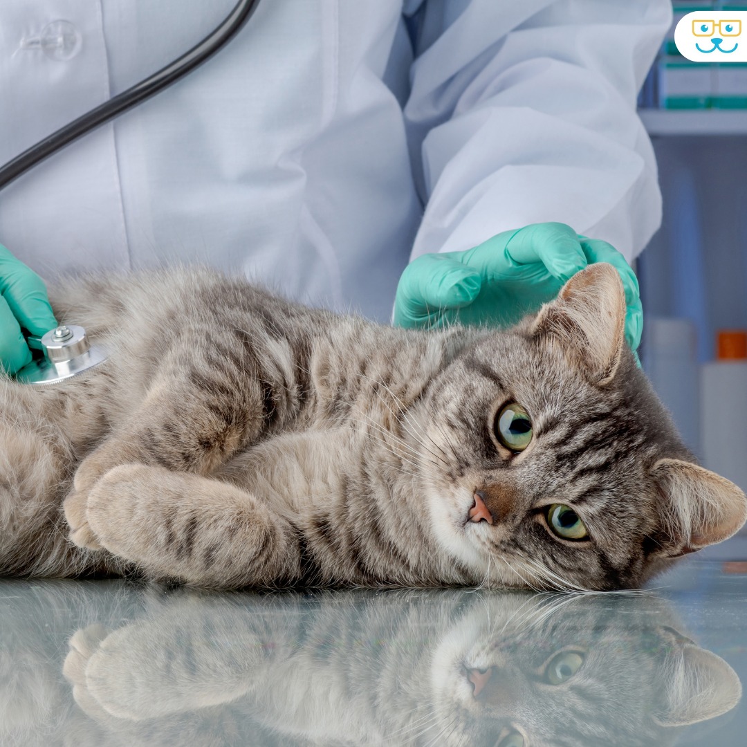Why do many cats suffer from IBD?