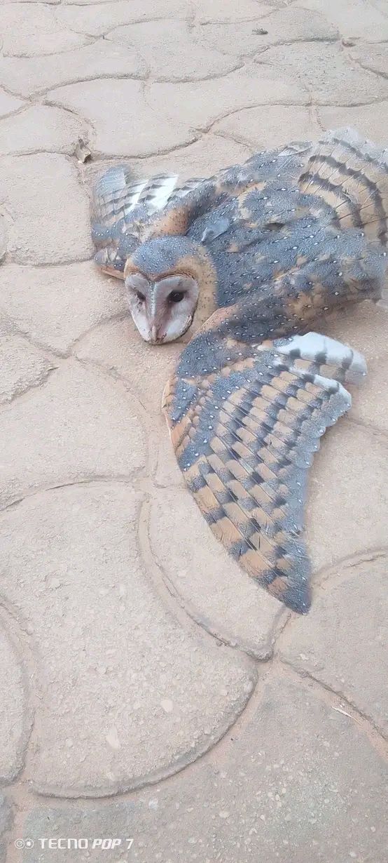 Barn owl for sale or swap in Ndola