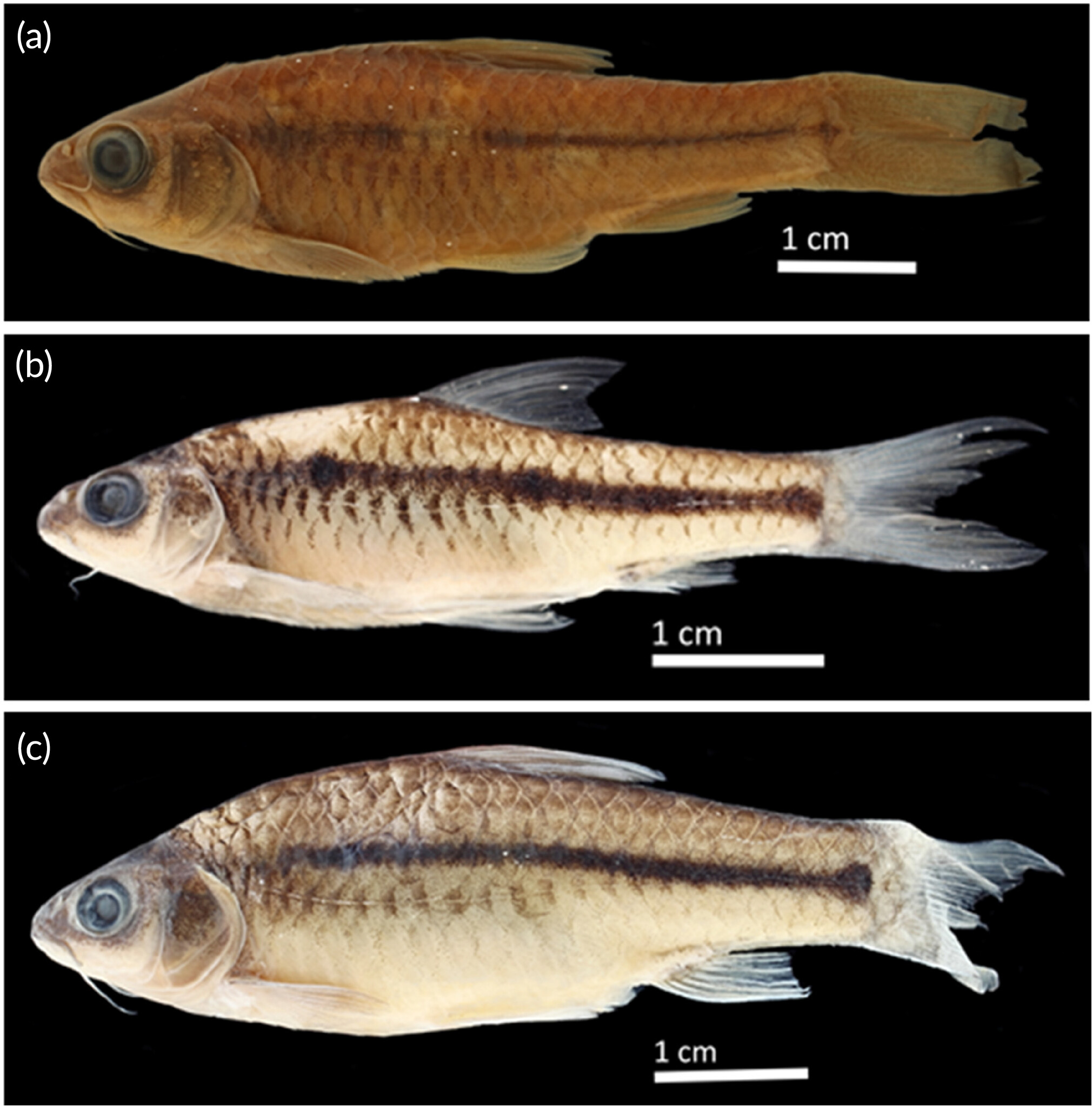 Hidden species diversity in the Enteromius Cope, 1867 (Teleostei