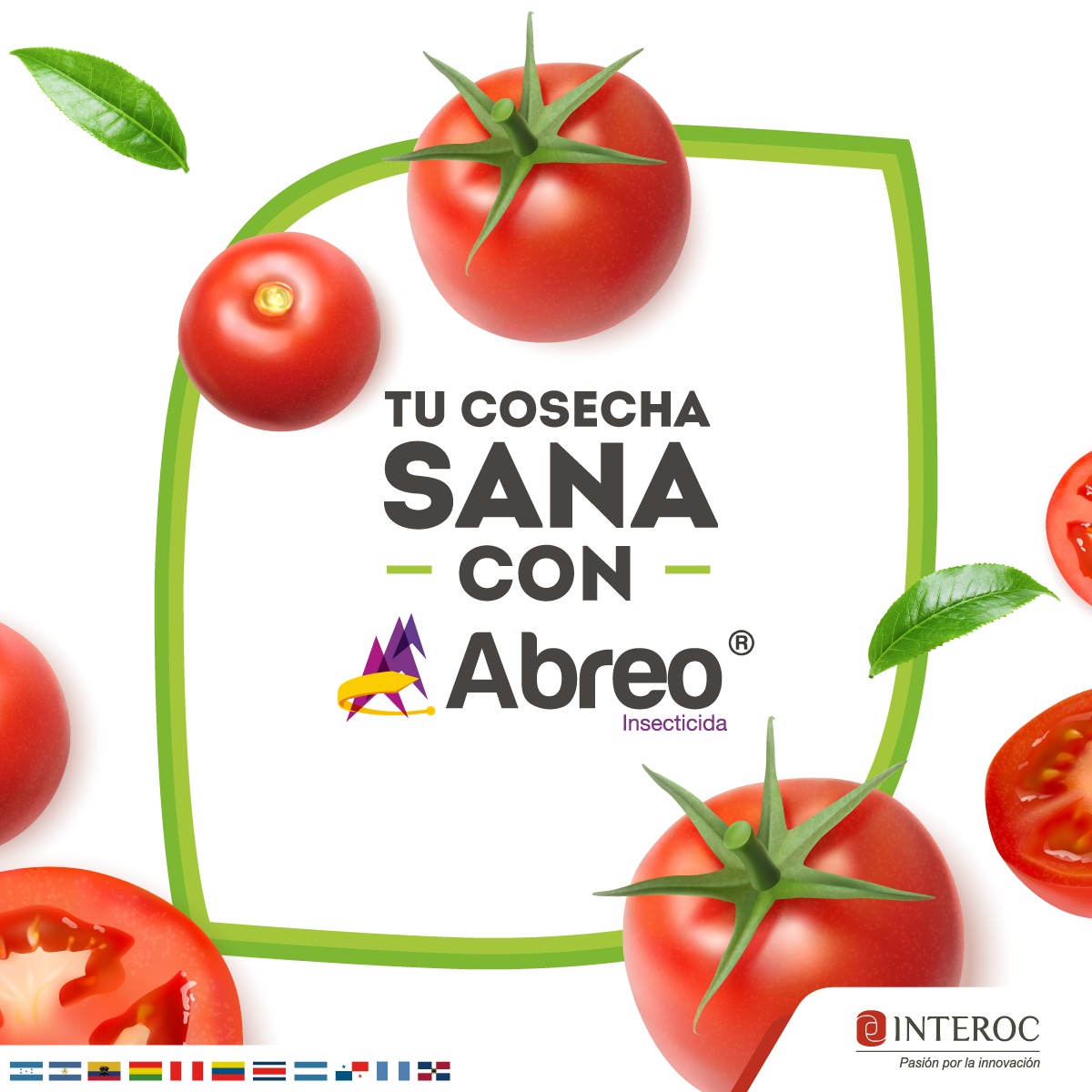Interoc Ecuador - Un cultivo de tomates sanos ahora es... | Facebook