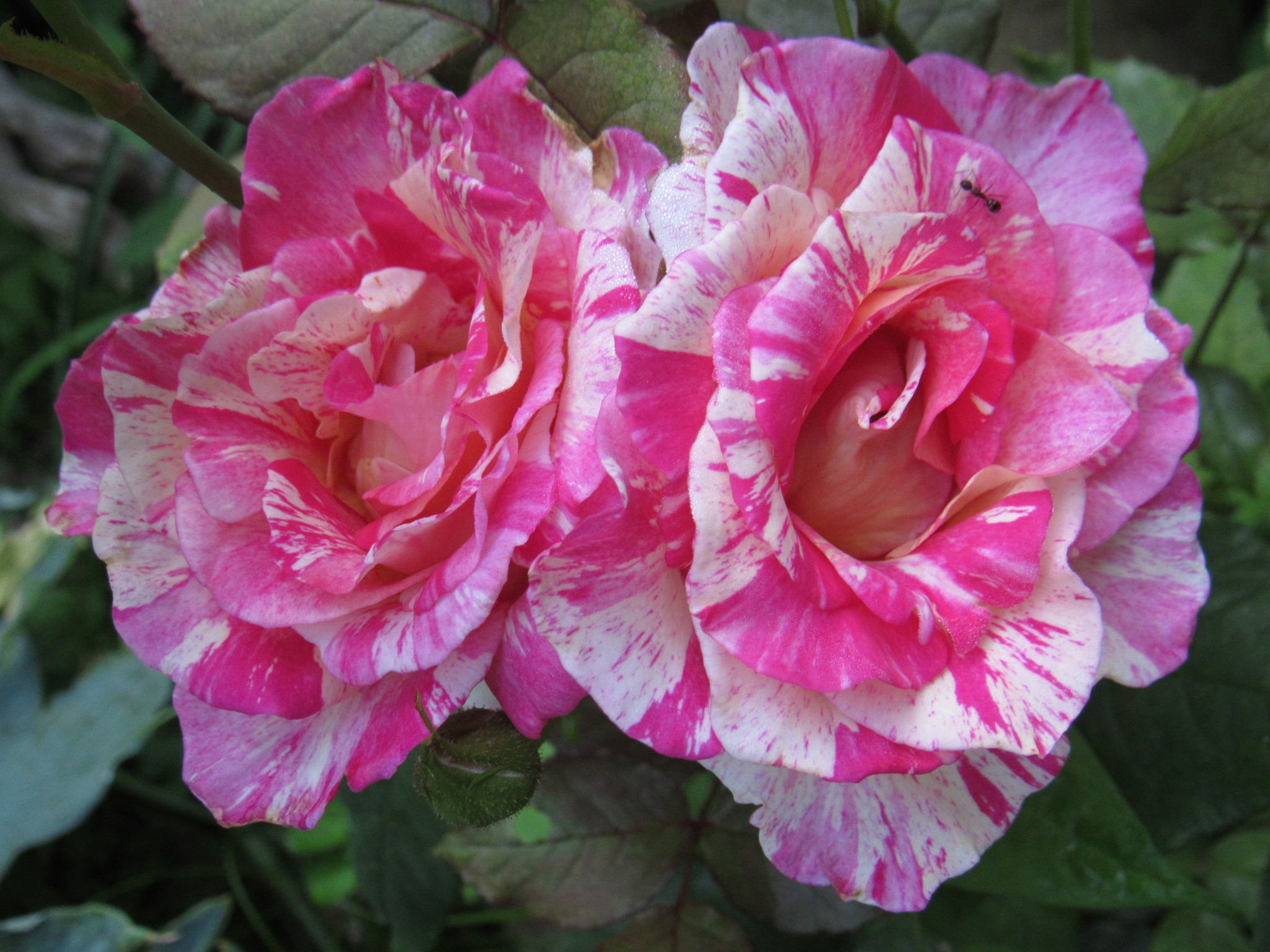 Addicted To Gardening | Roses...southern Ohio 💚 | Facebook