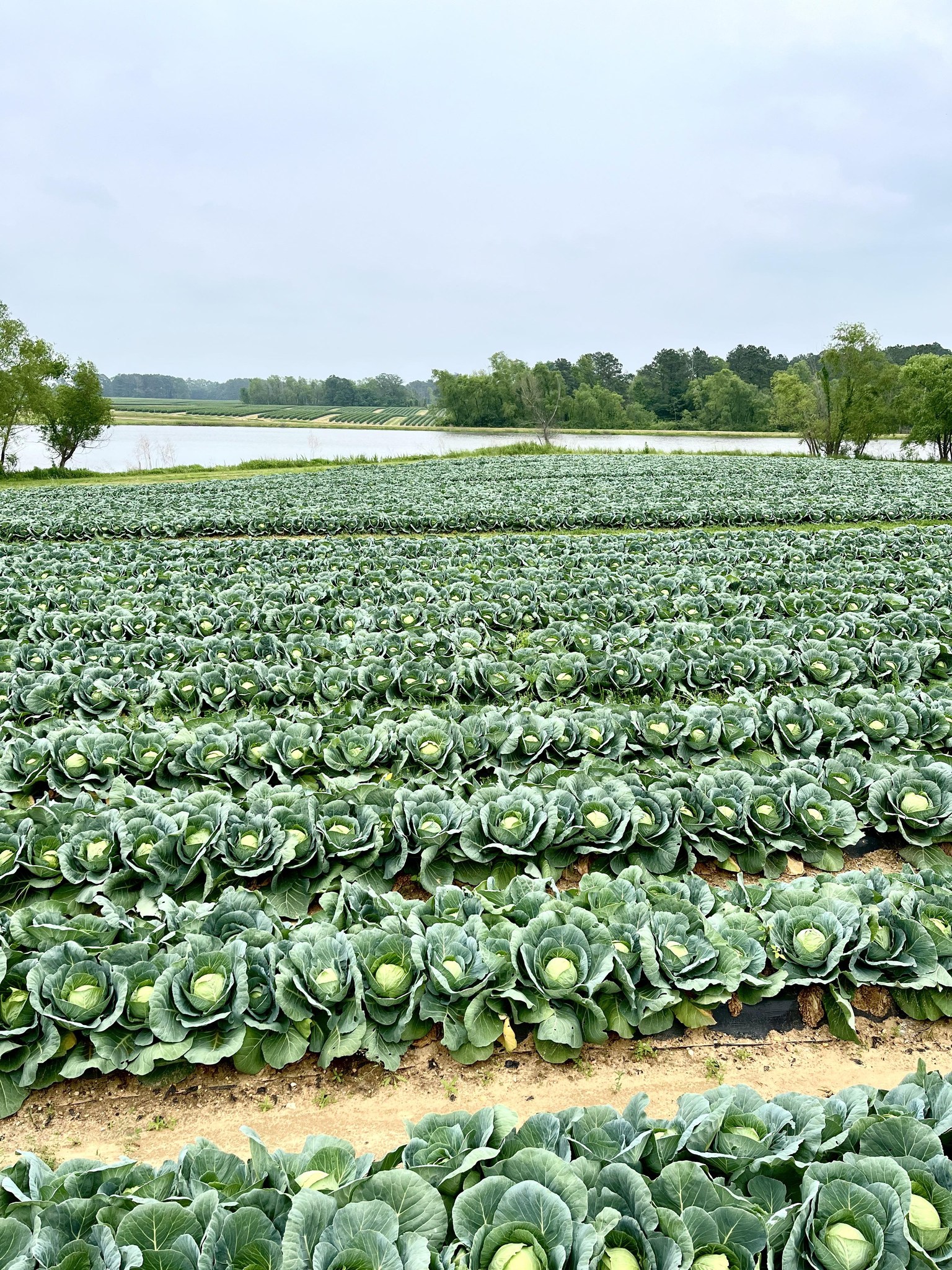 Clanton Farms, LLC | Hermitage AR