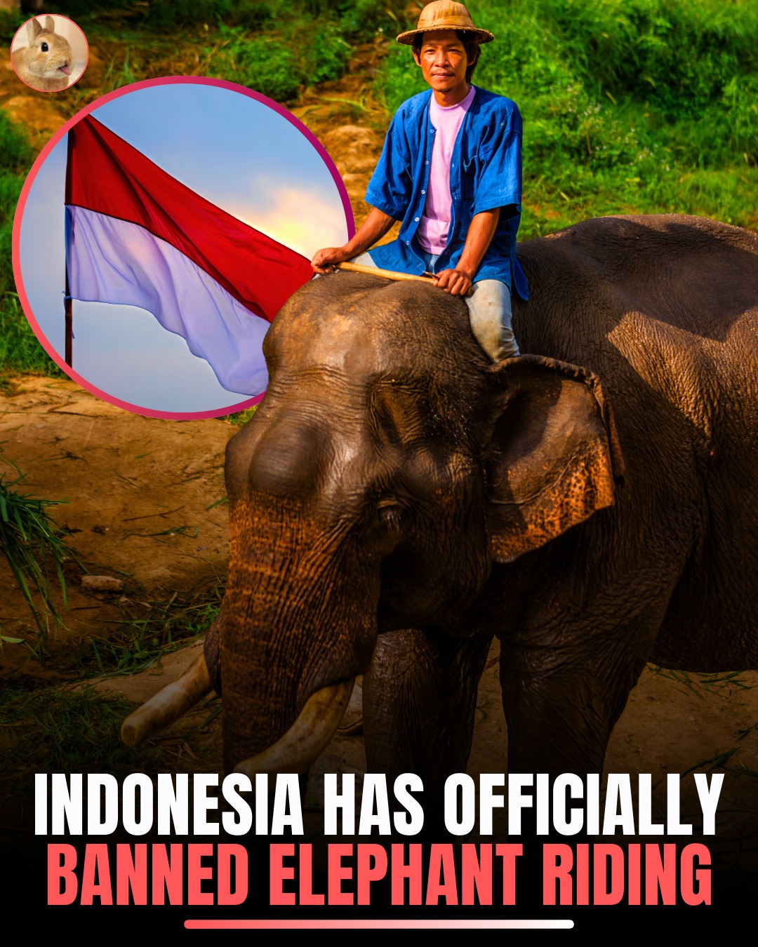 Surveee - Indonesia has officially banned elephant riding, a ...