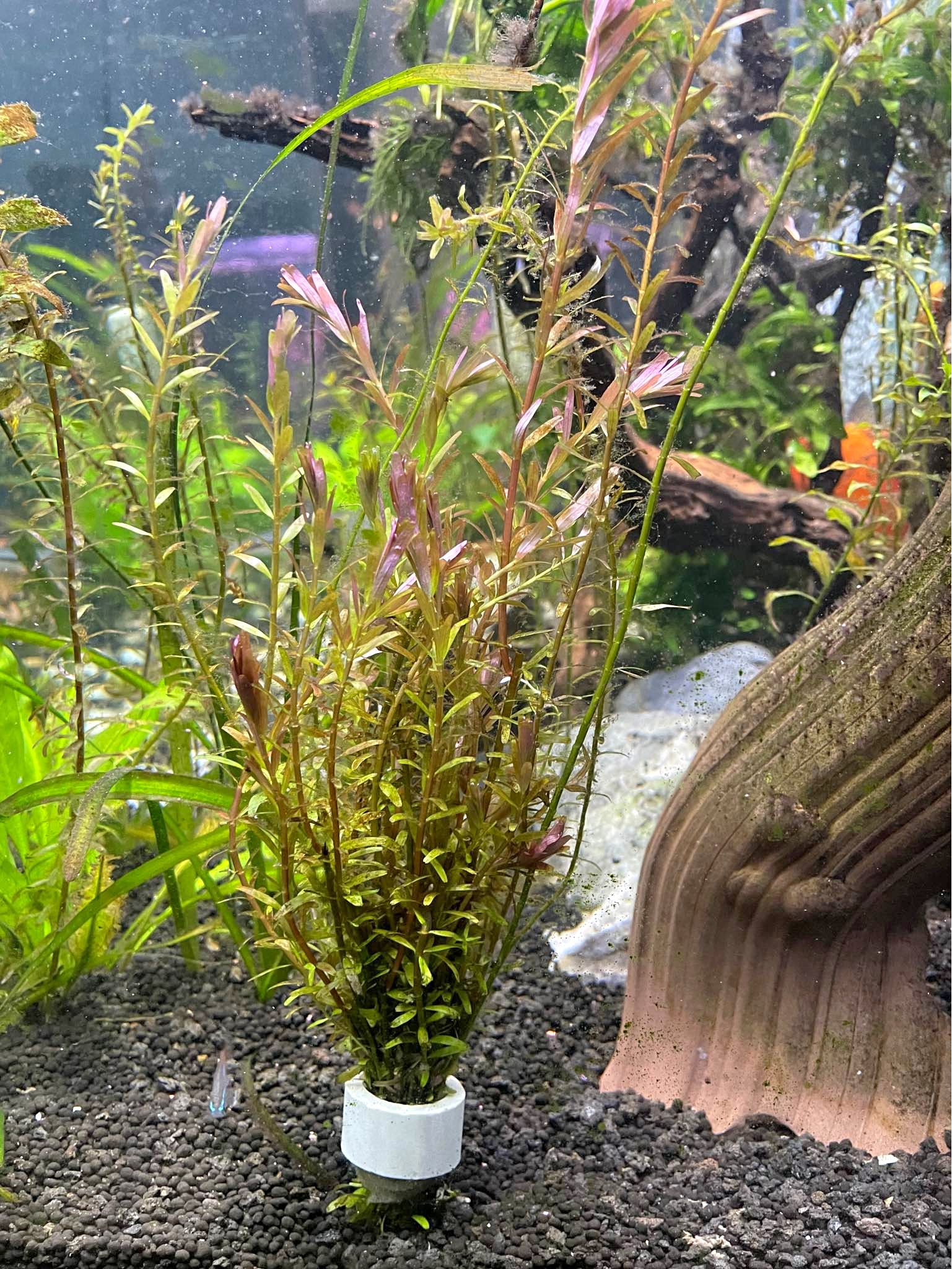 HOMONIA RIPARIA (MI NUONG) 1A - Plants & Seedlings - Toronto, Ontario ...