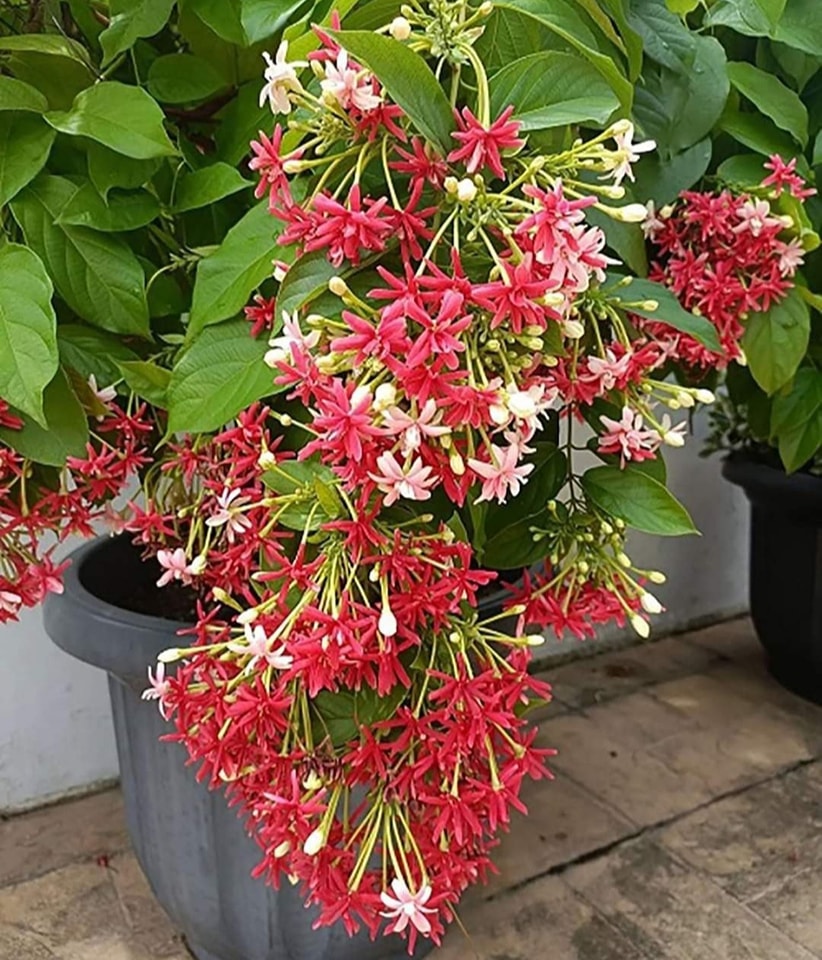 Pattoki Nazami Nursery Farm | Lahore