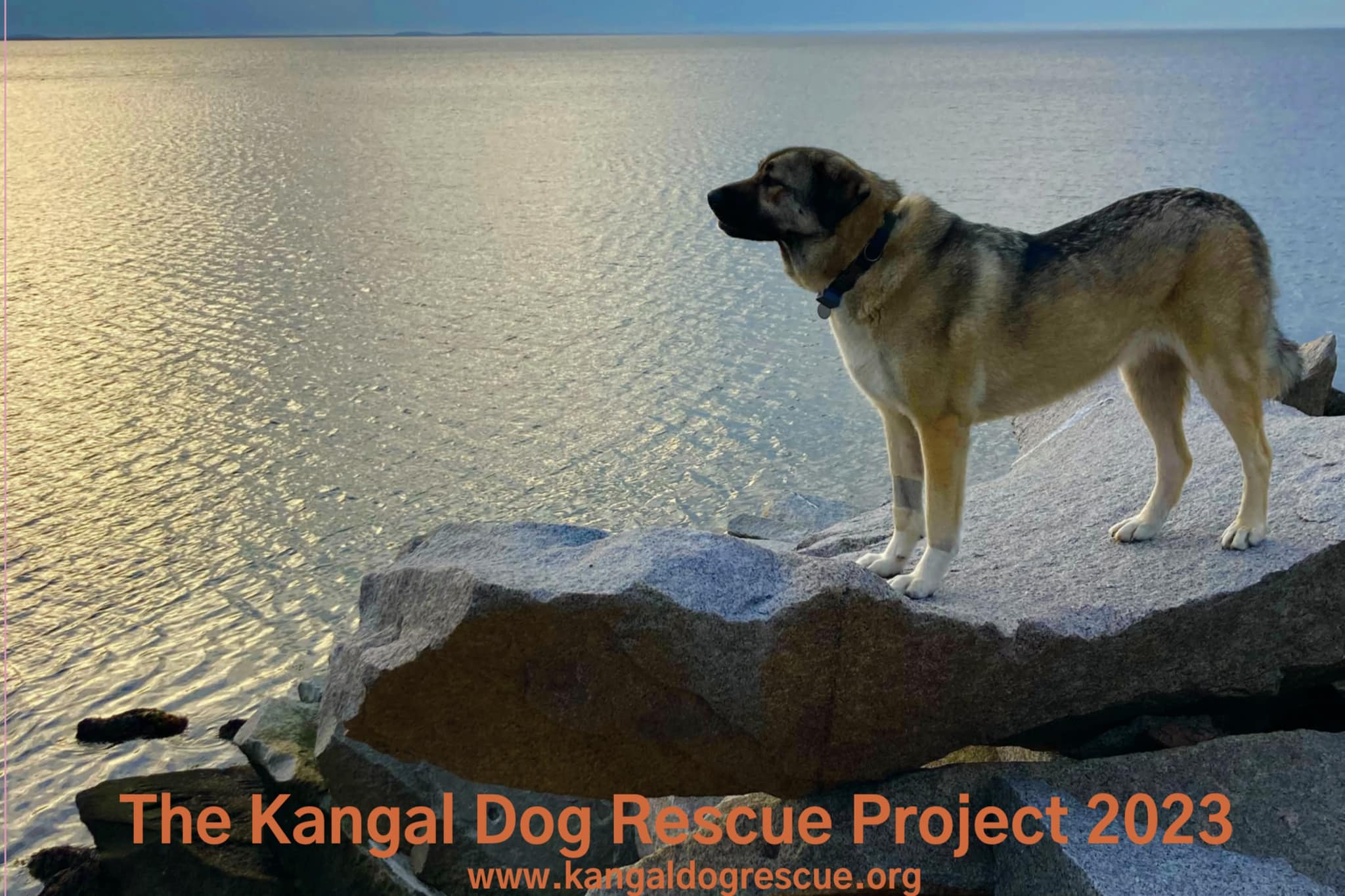 the-2023-calendars-are-ready-hands-helping-paws-rescue