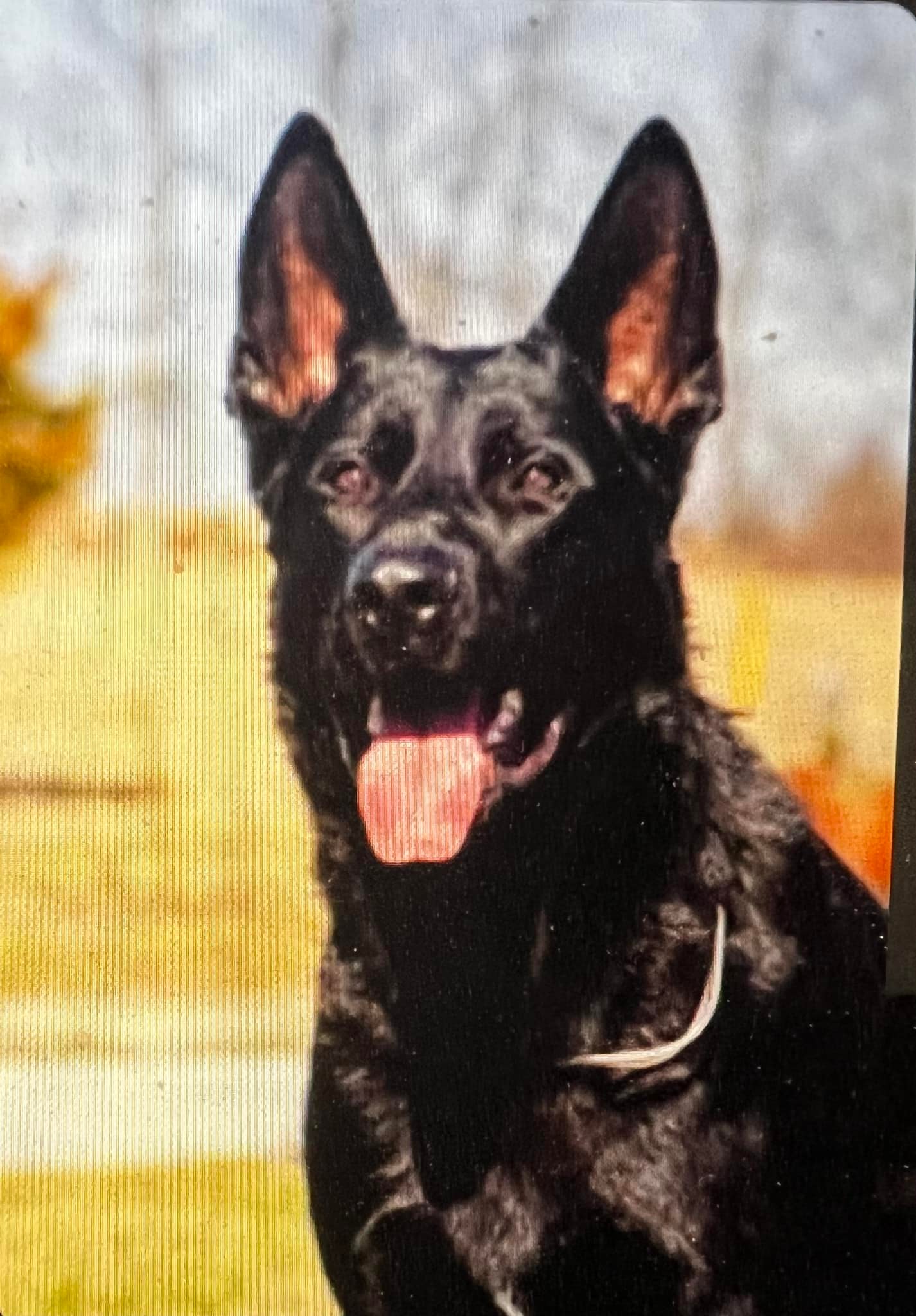 Denver Protection & Obedience Training | Colorado Springs CO