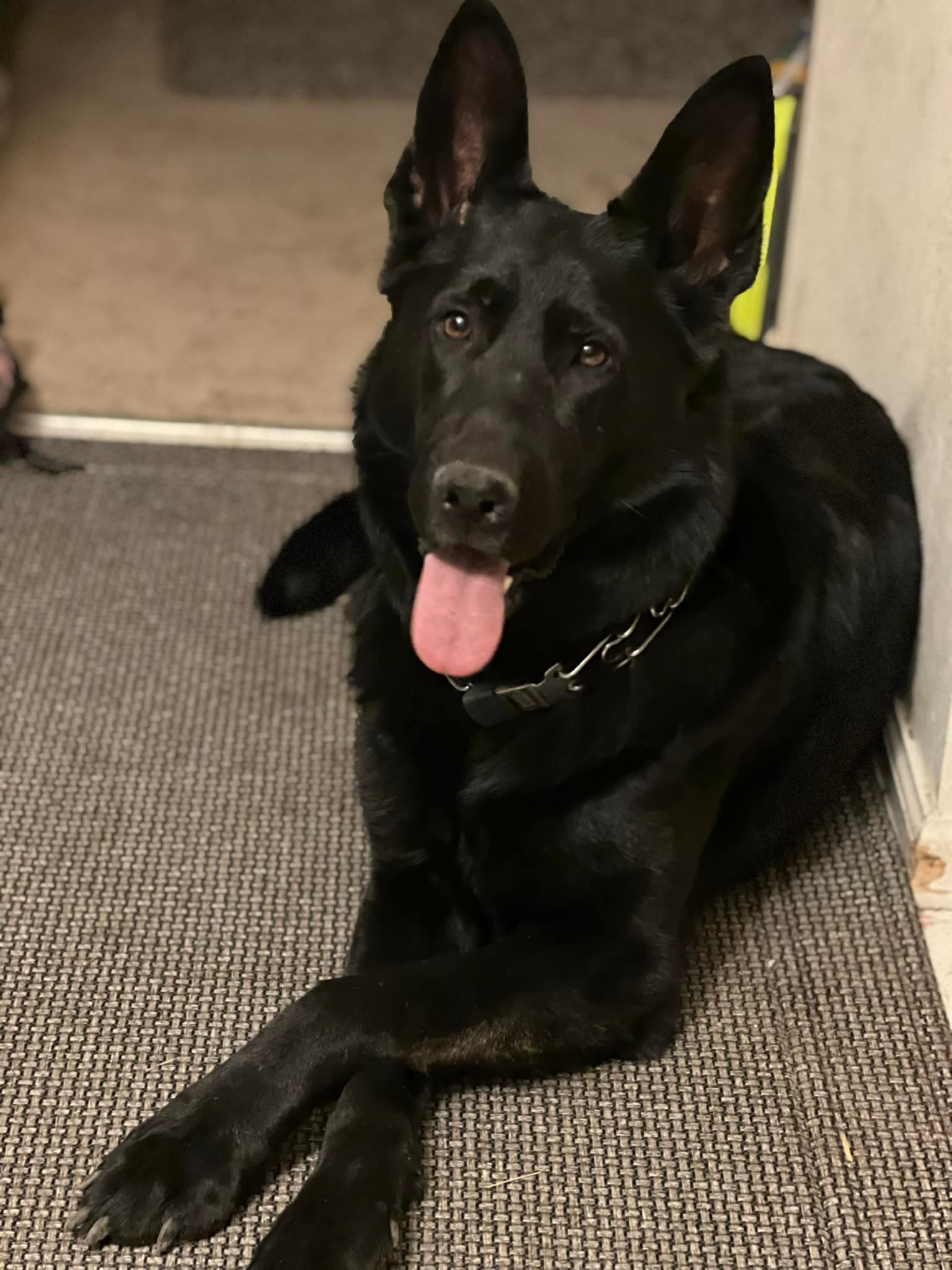 Denver Protection & Obedience Training | Colorado Springs CO