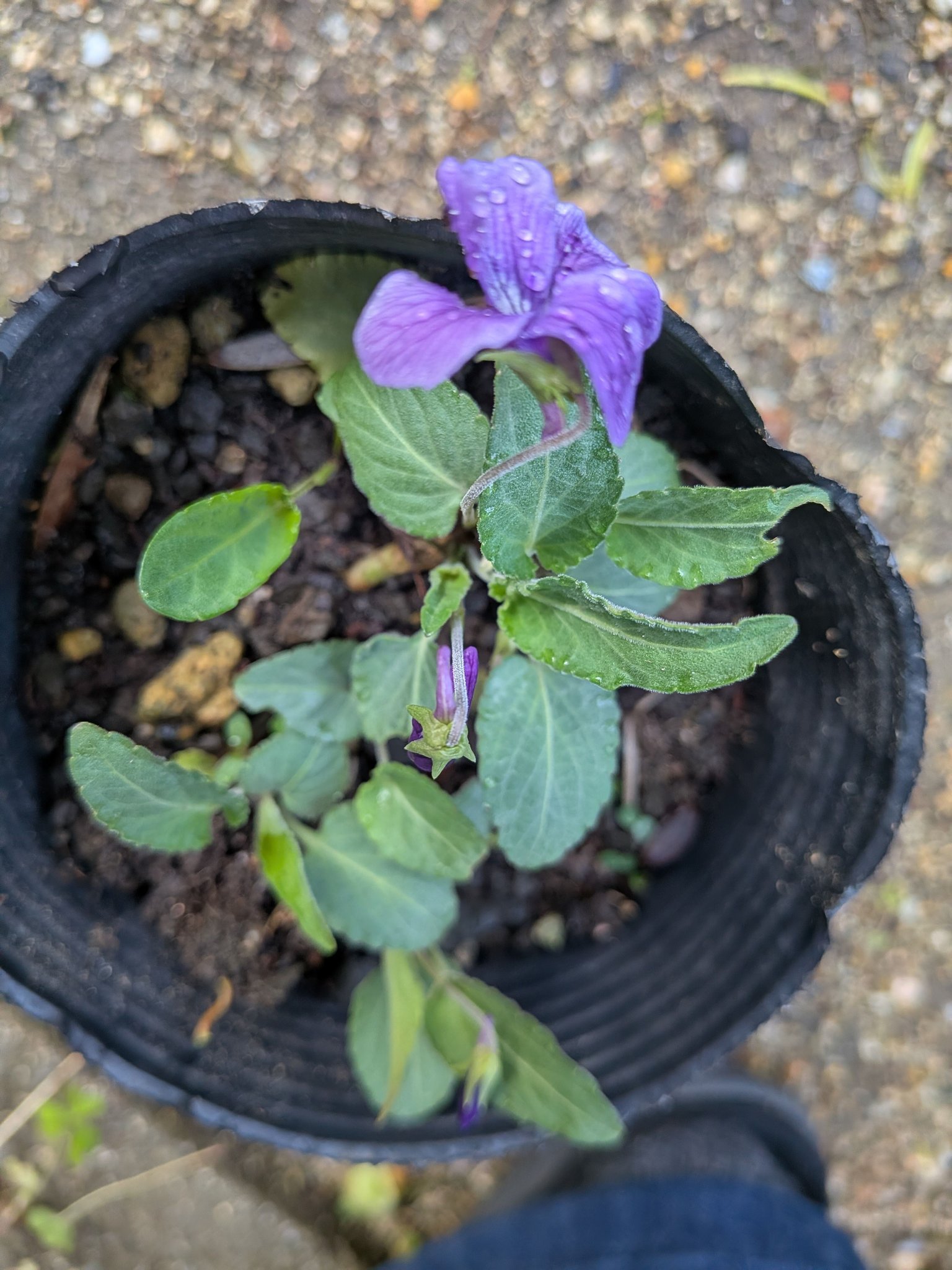 植えた覚えがないスミレが咲きました 名前がわかりません わかる方教え 