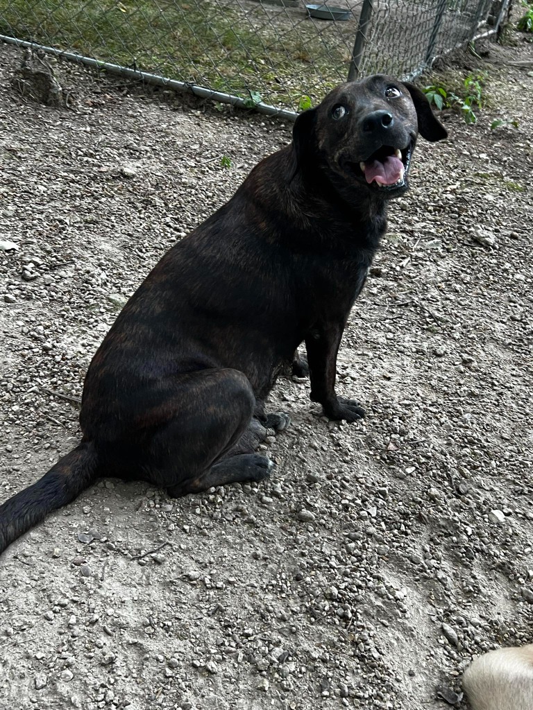 Are you looking for an easy dog... - Sandi Paws Rescue Inc | Facebook